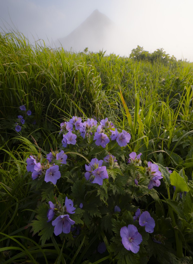 Violet Hush