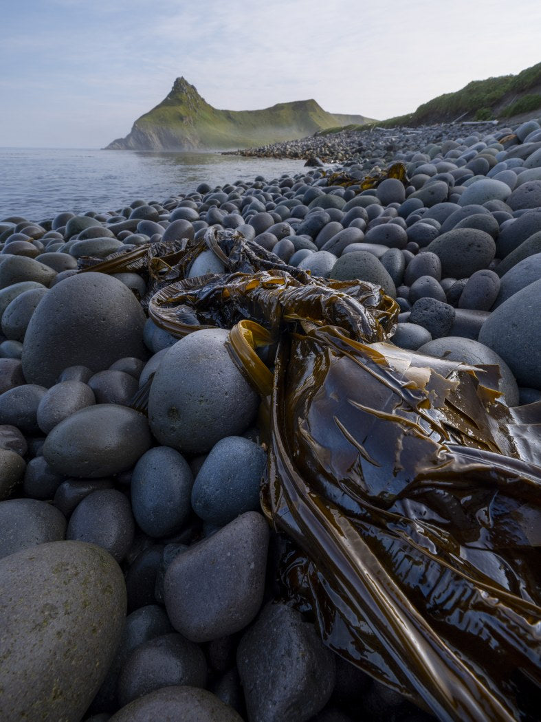 Kelp and Stone