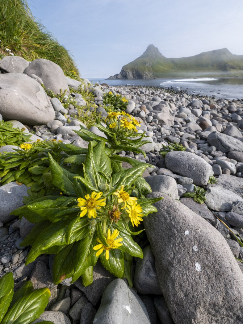 Shoreline Bloom
