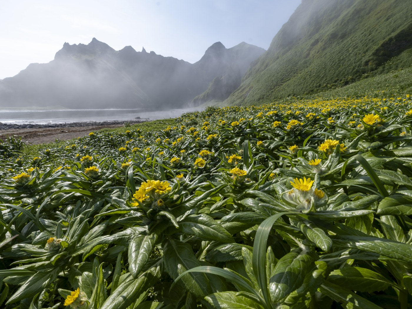 Fields and Mountains