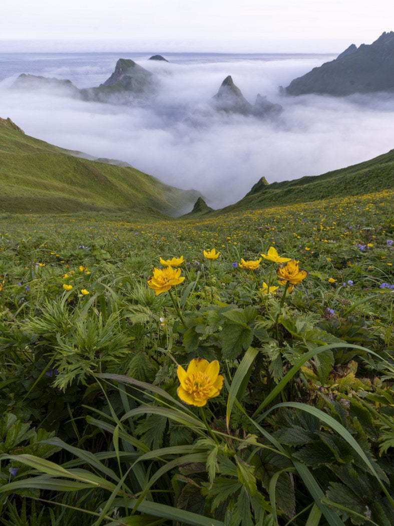 Meadow and Mist
