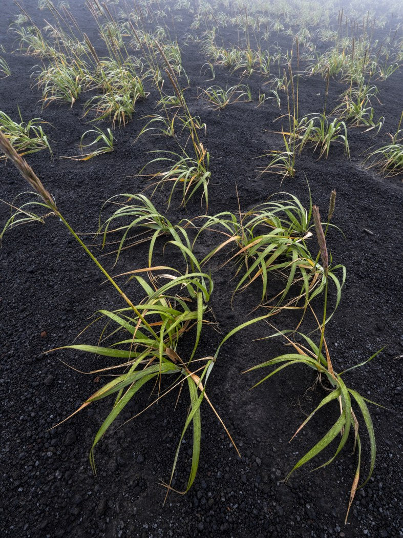 Embergrass