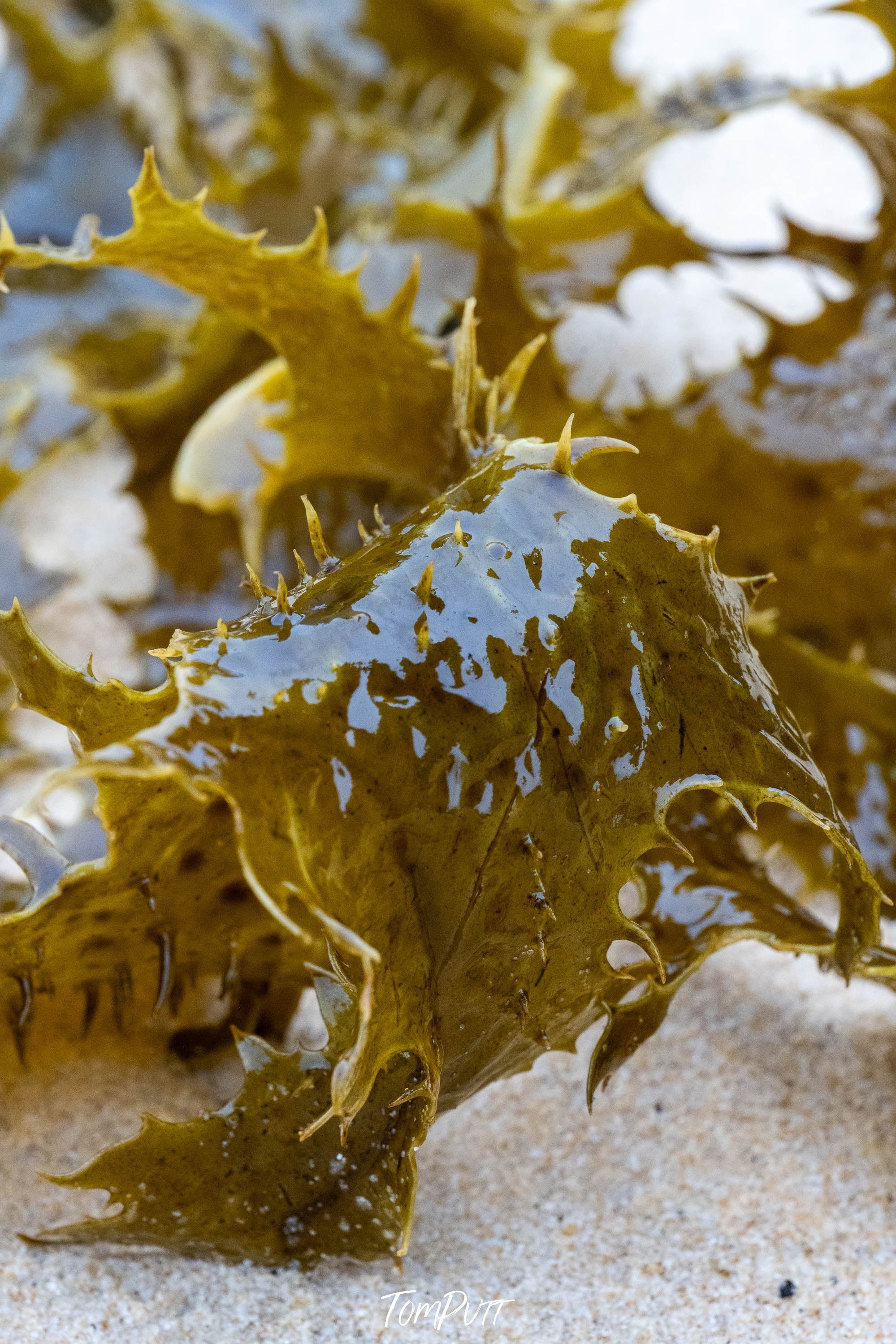 Seaweed Detail #2, Bermagui