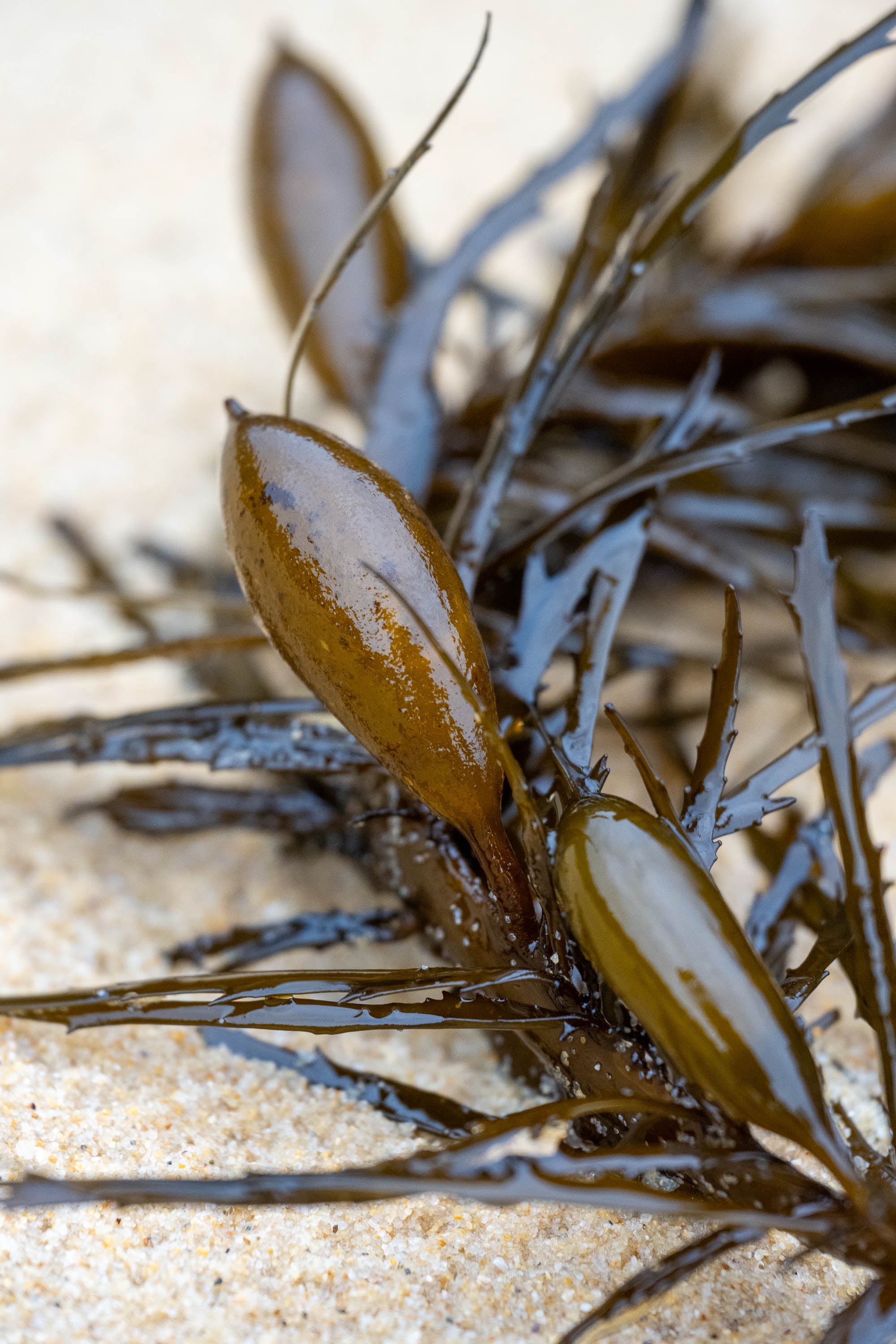 Seaweed Detail, Bermagui