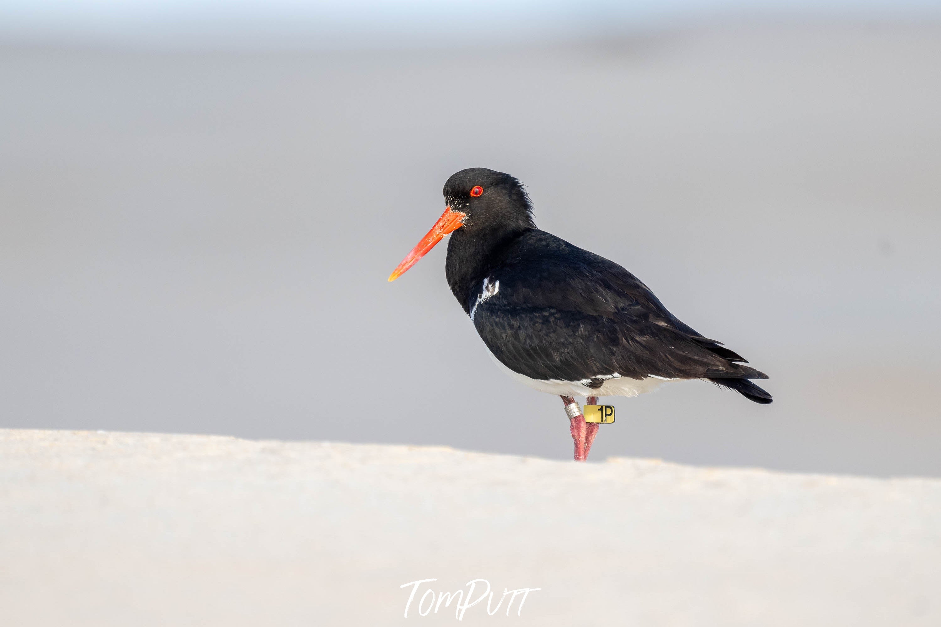 Pied Oystercatcher