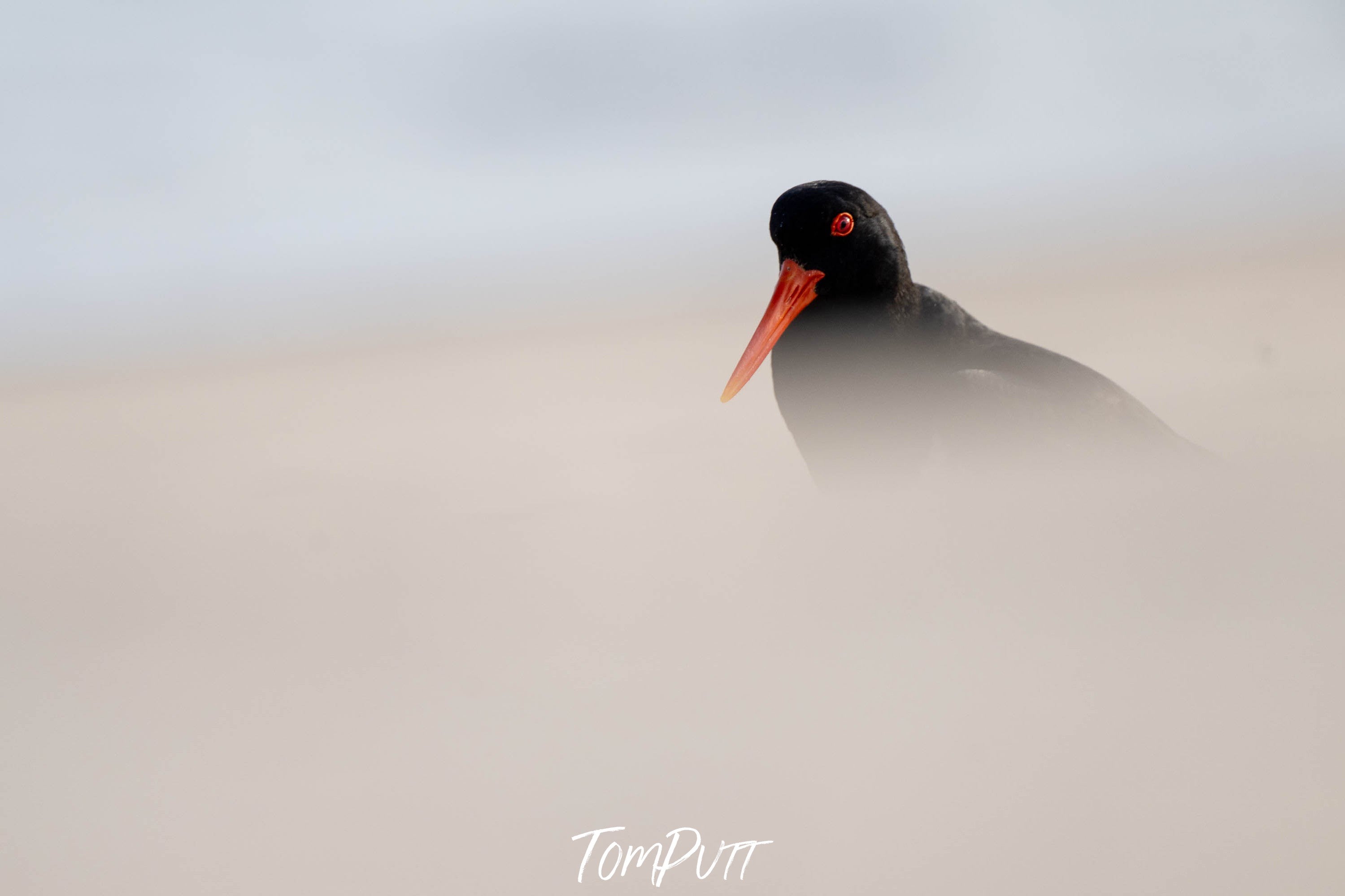 Pied Oystercatcher #2