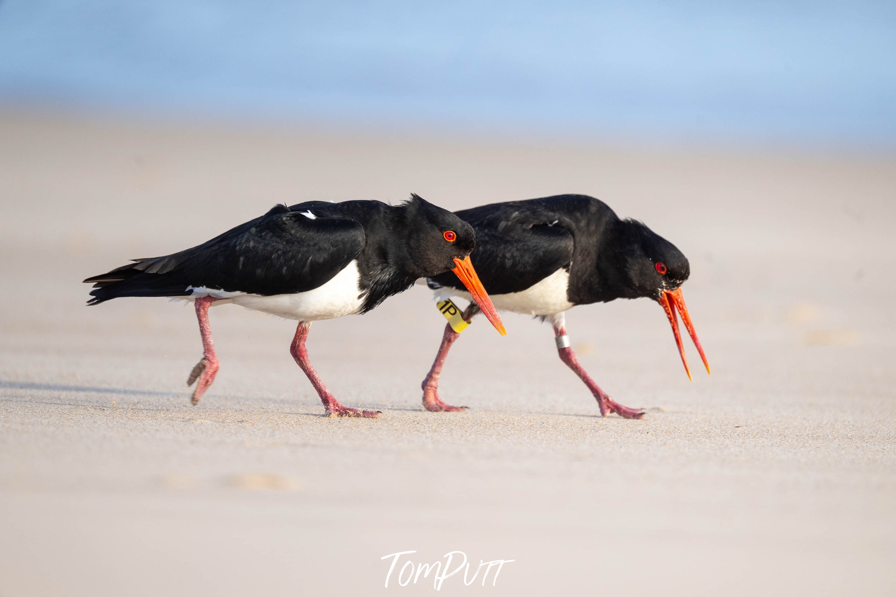 Pied Oystercatchers