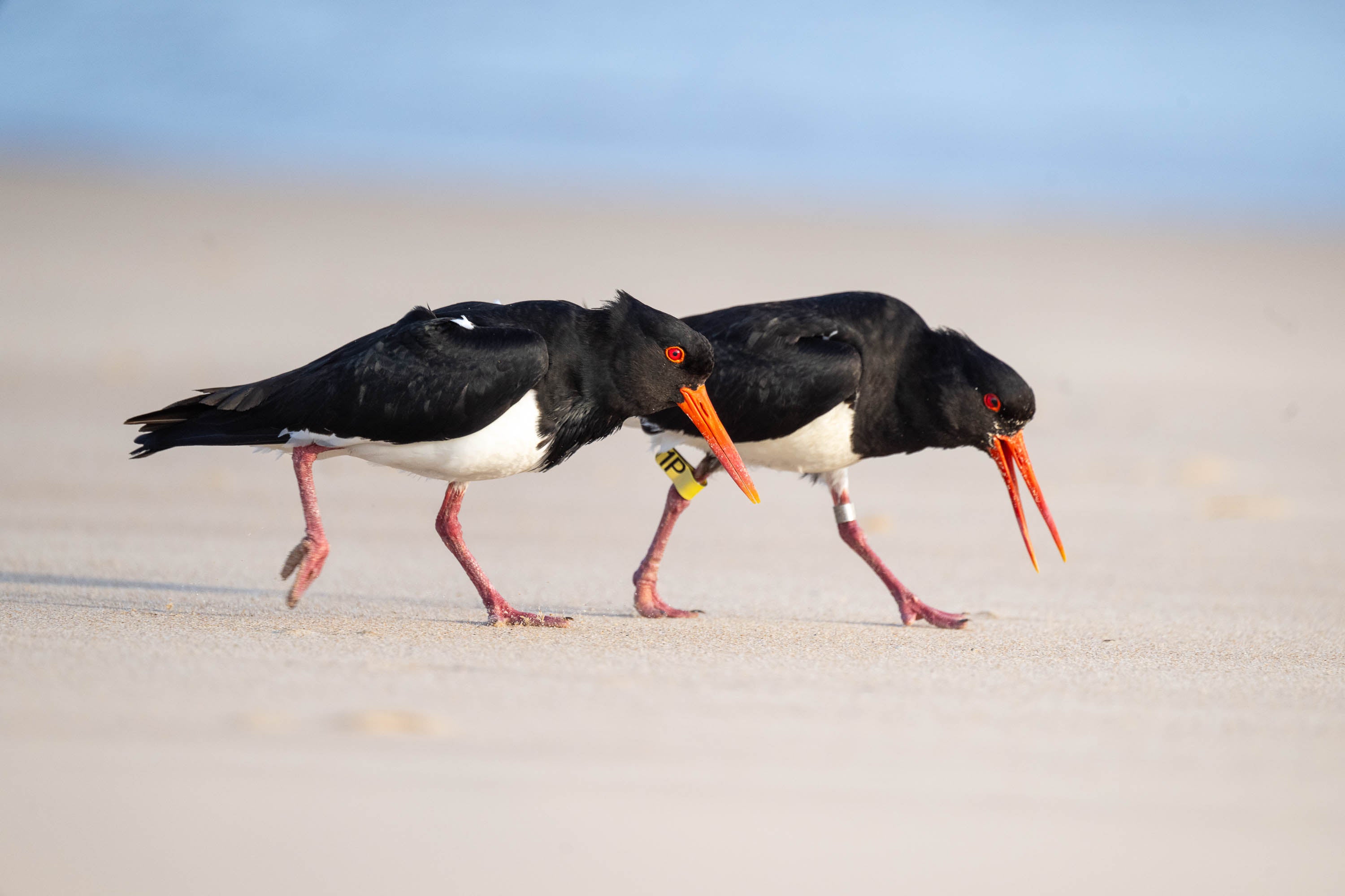 Pied Oystercatchers