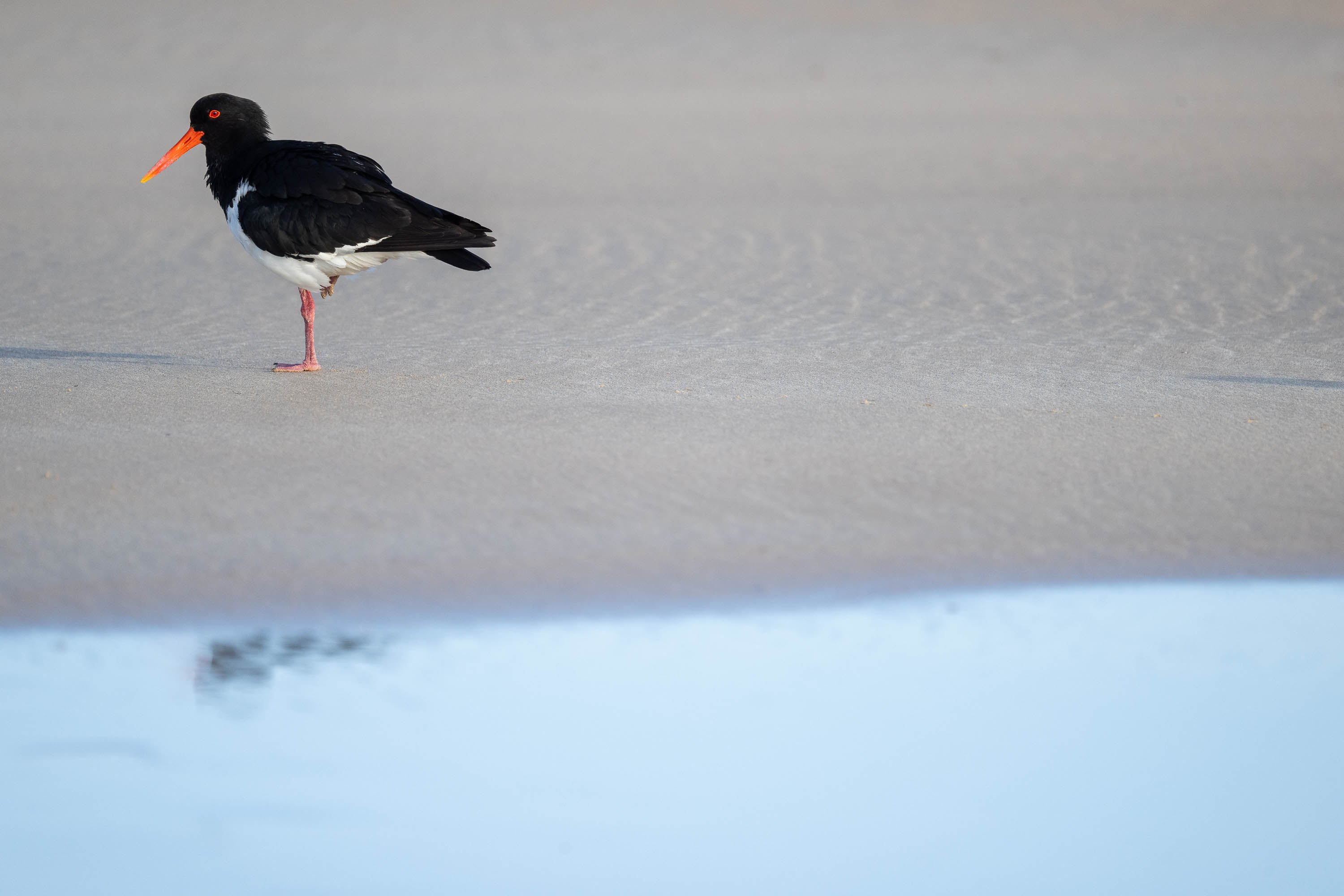 Pied Oystercatcher resting