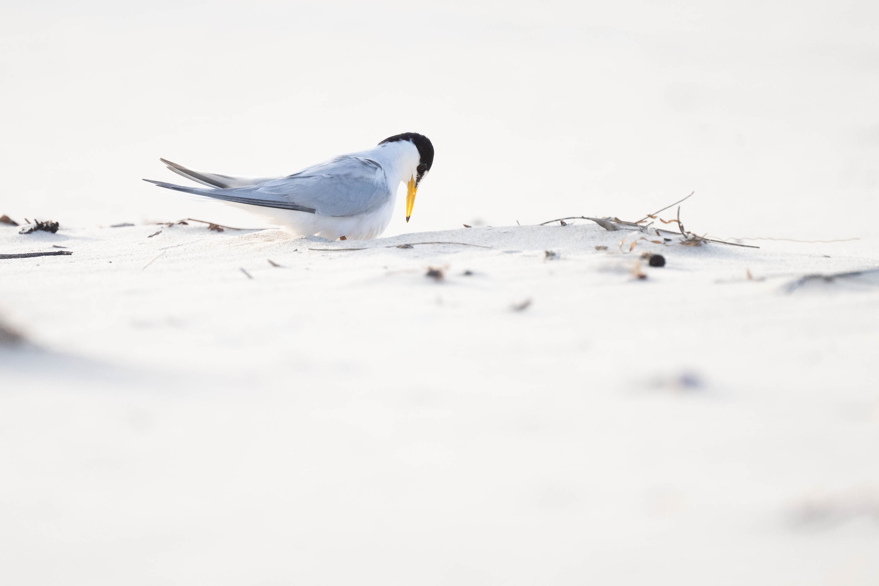 Little Tern on nest