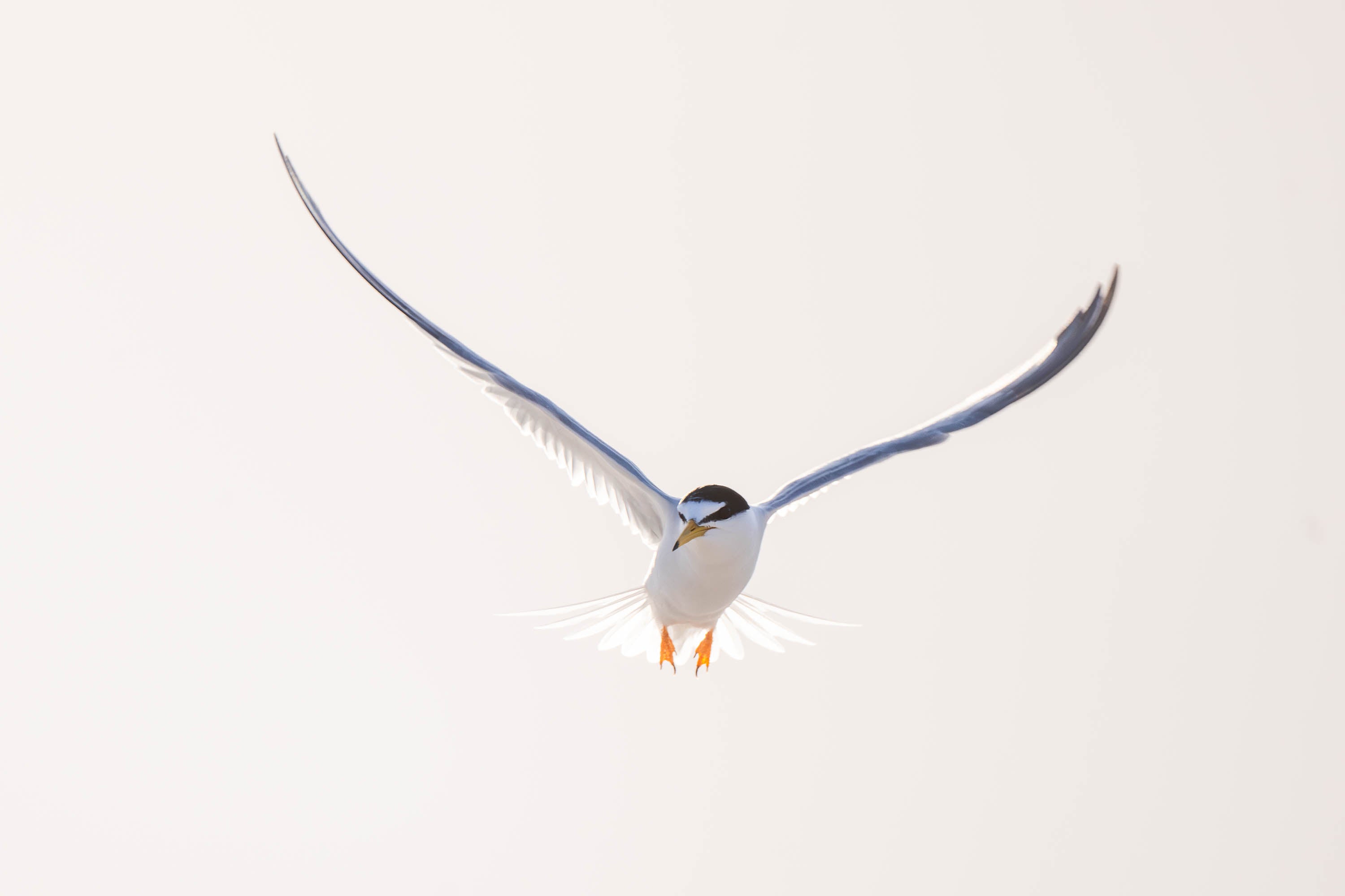 Little Tern in flight