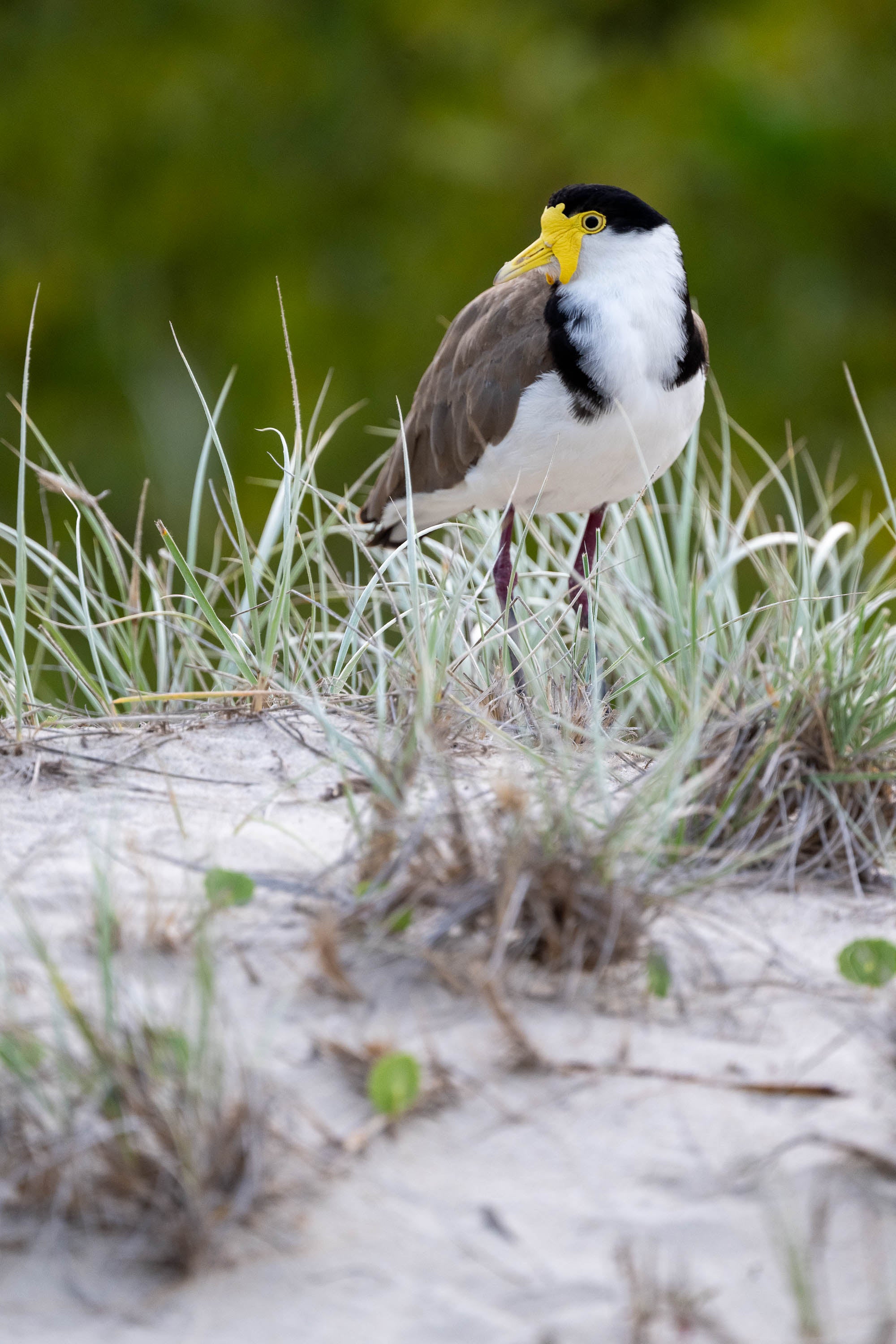 Masked Lapwing