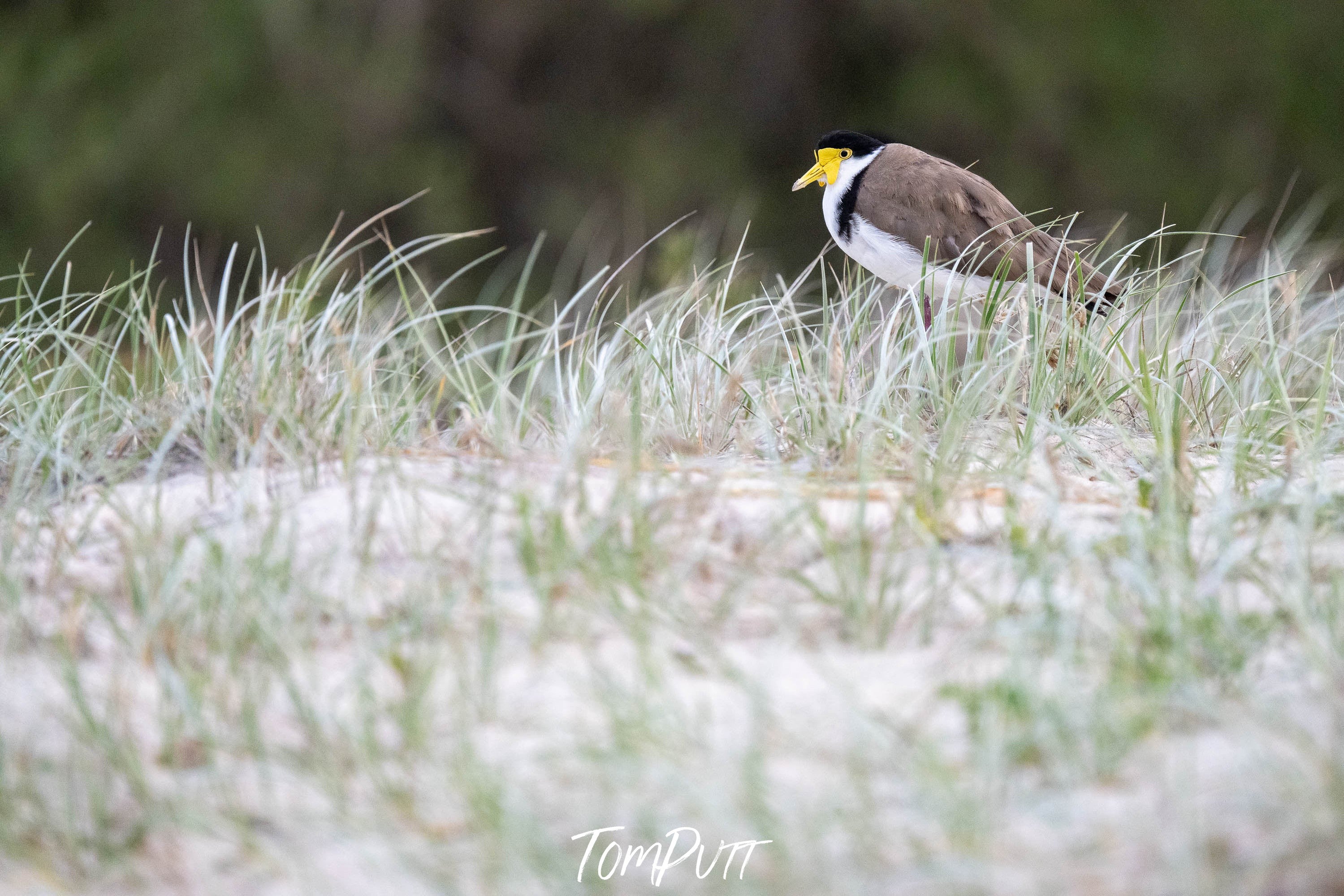 Masked Lapwing #2