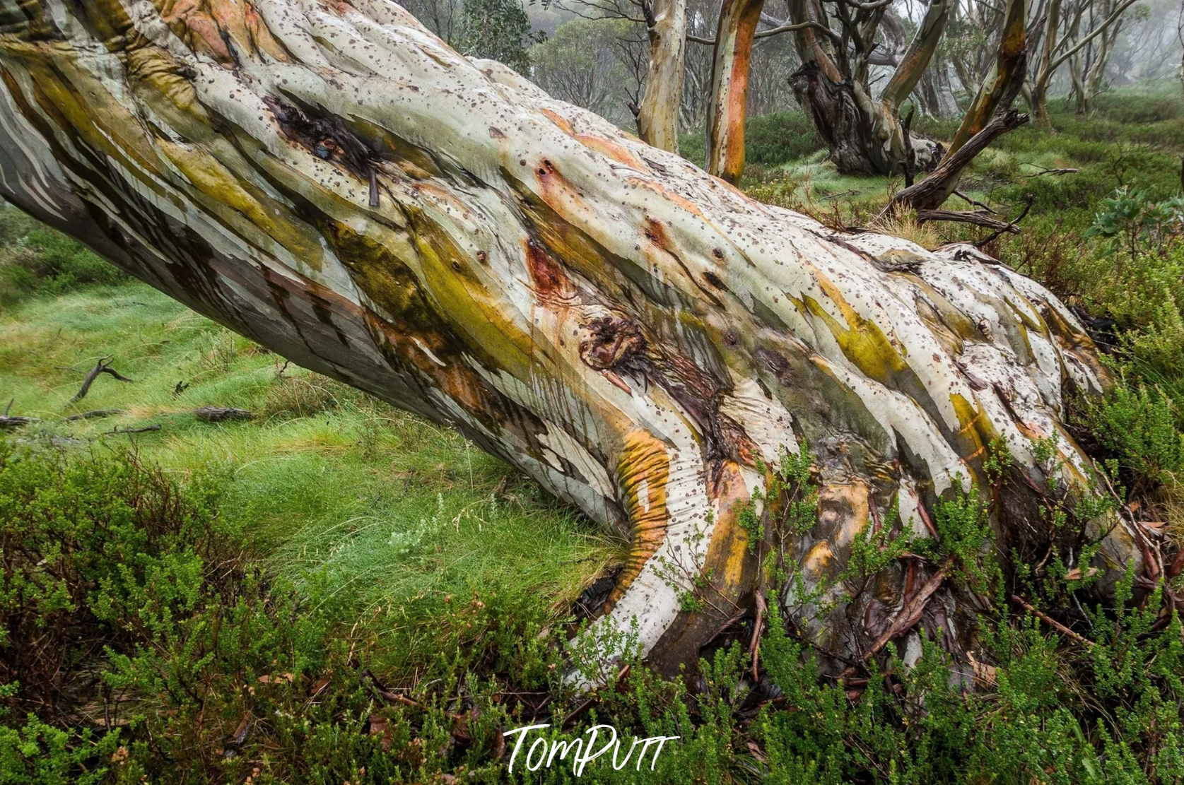 ARTWORK INSTOCK - 'Ancient Snow Gum, Snowy Mountains, NSW' - 150x100cms Canvas Framed Print in Raw Oak