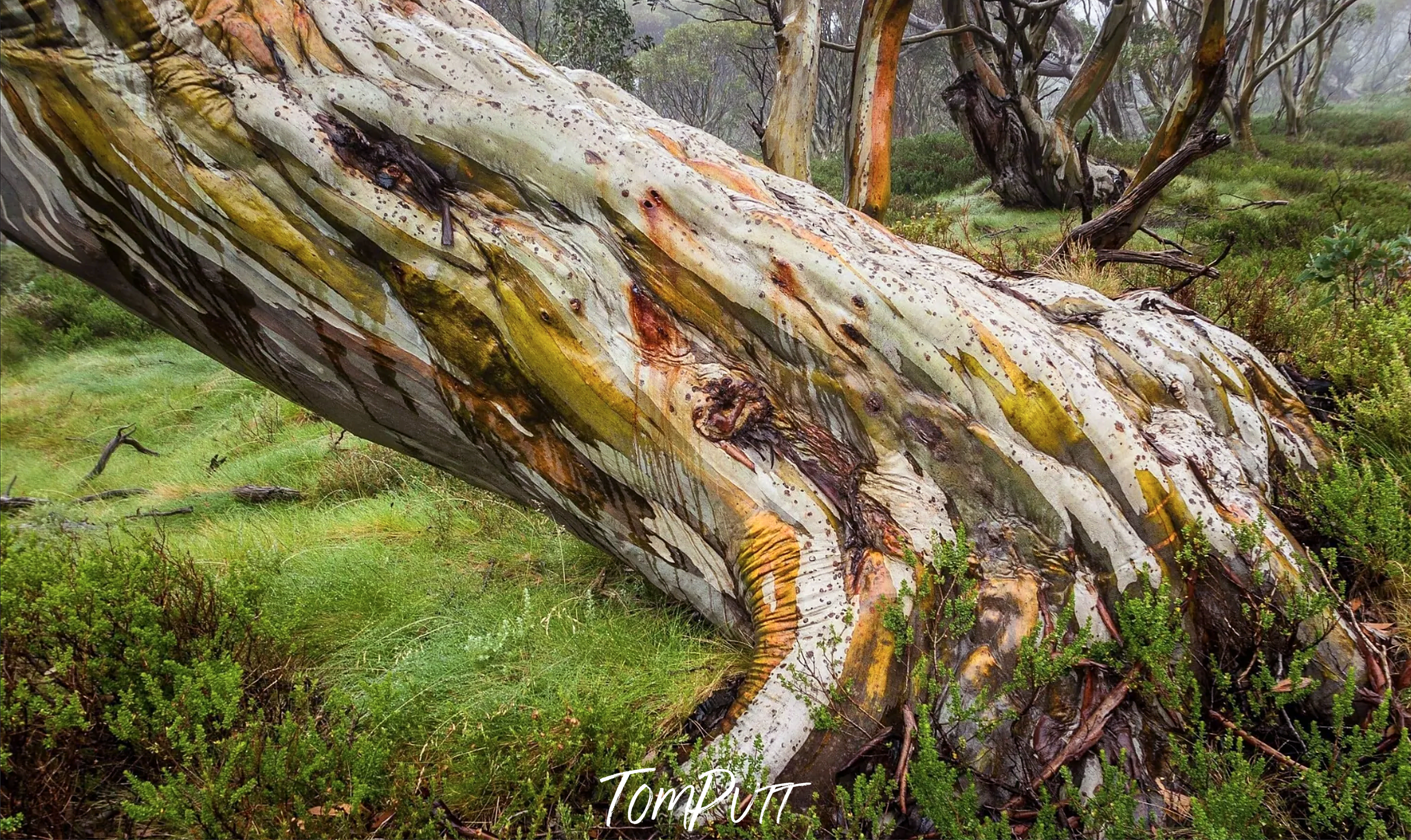 Ancient Snow Gum, Snowy Mountains, NSW