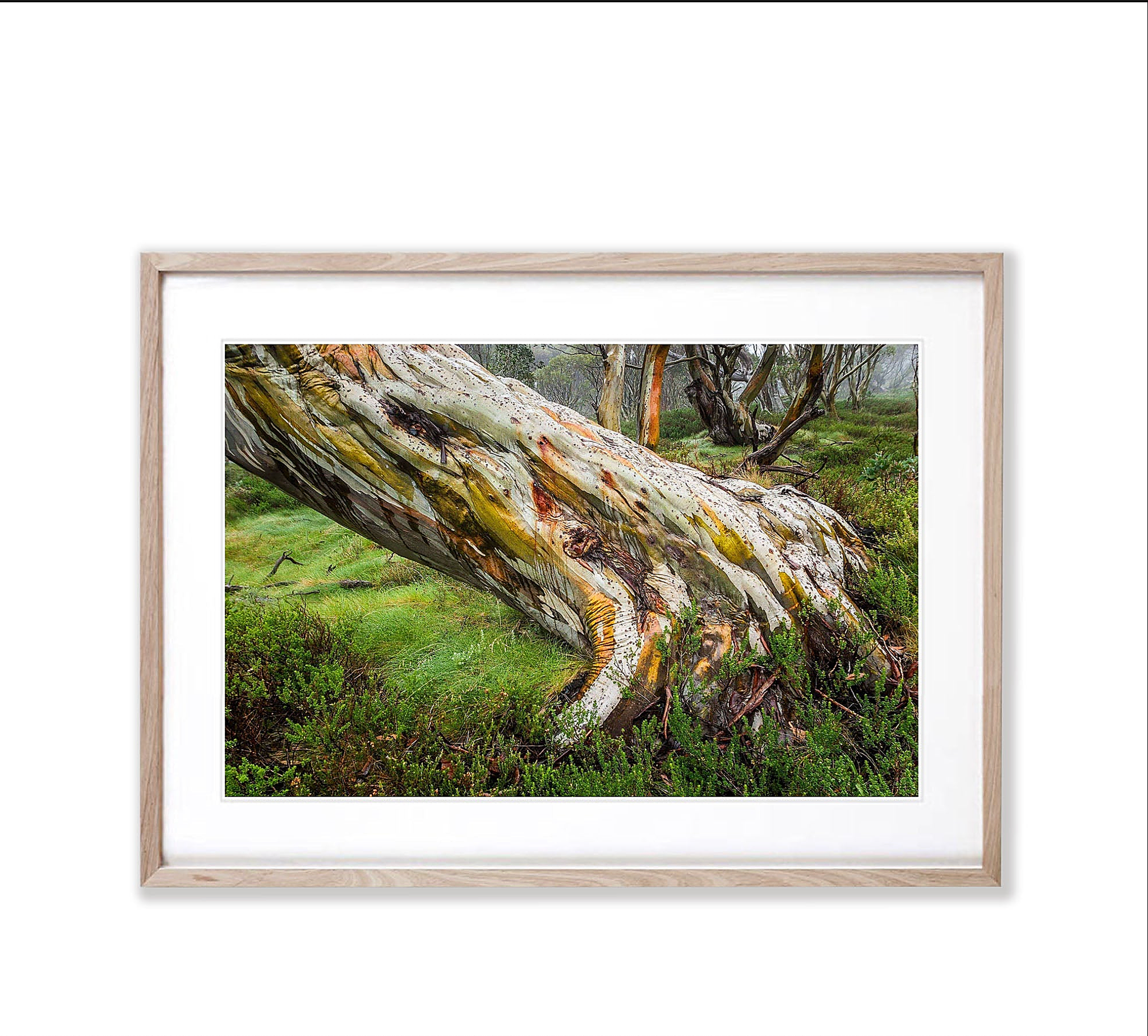 Ancient Snow Gum, Snowy Mountains, NSW