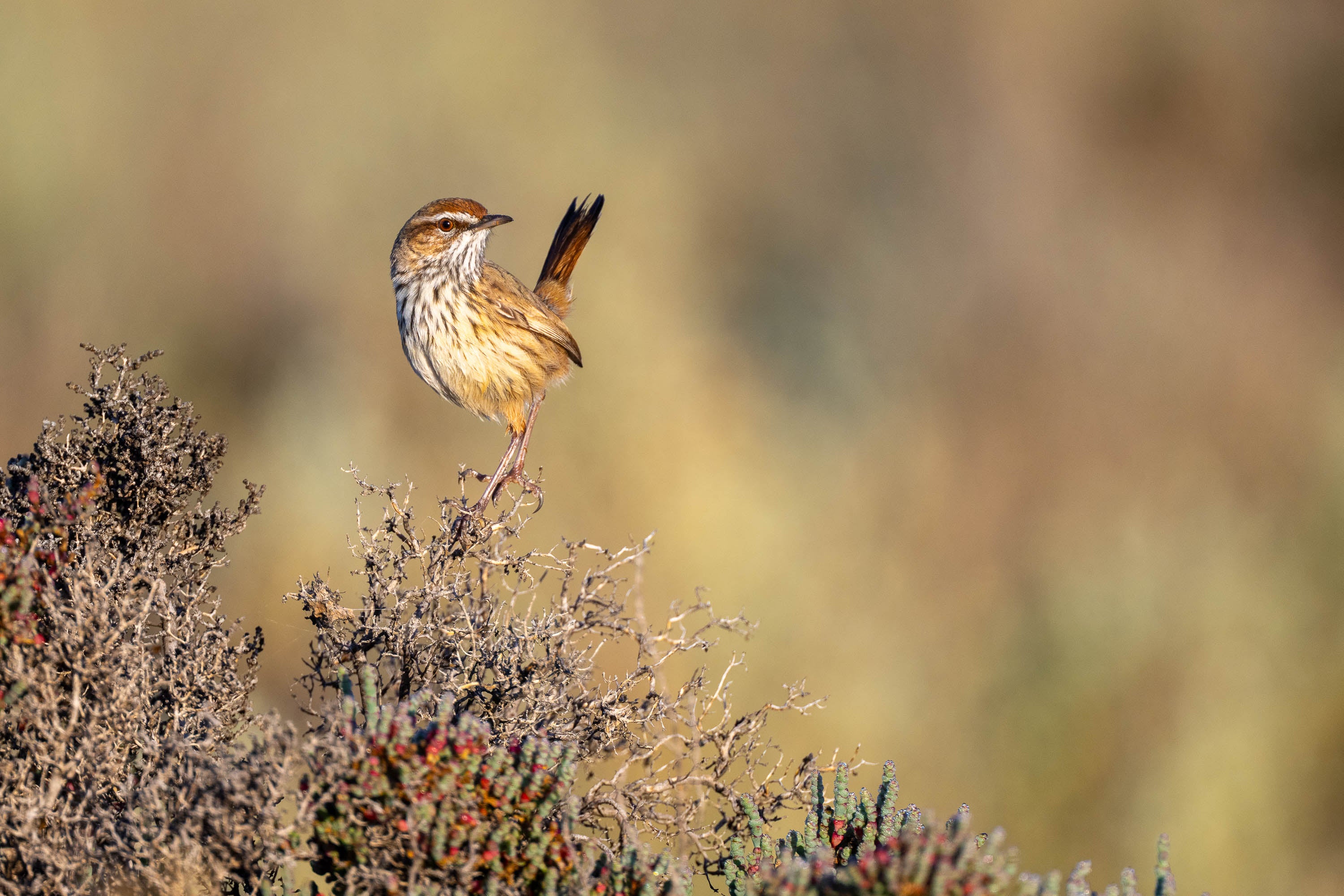 Lookout. Rufous Fieldwren