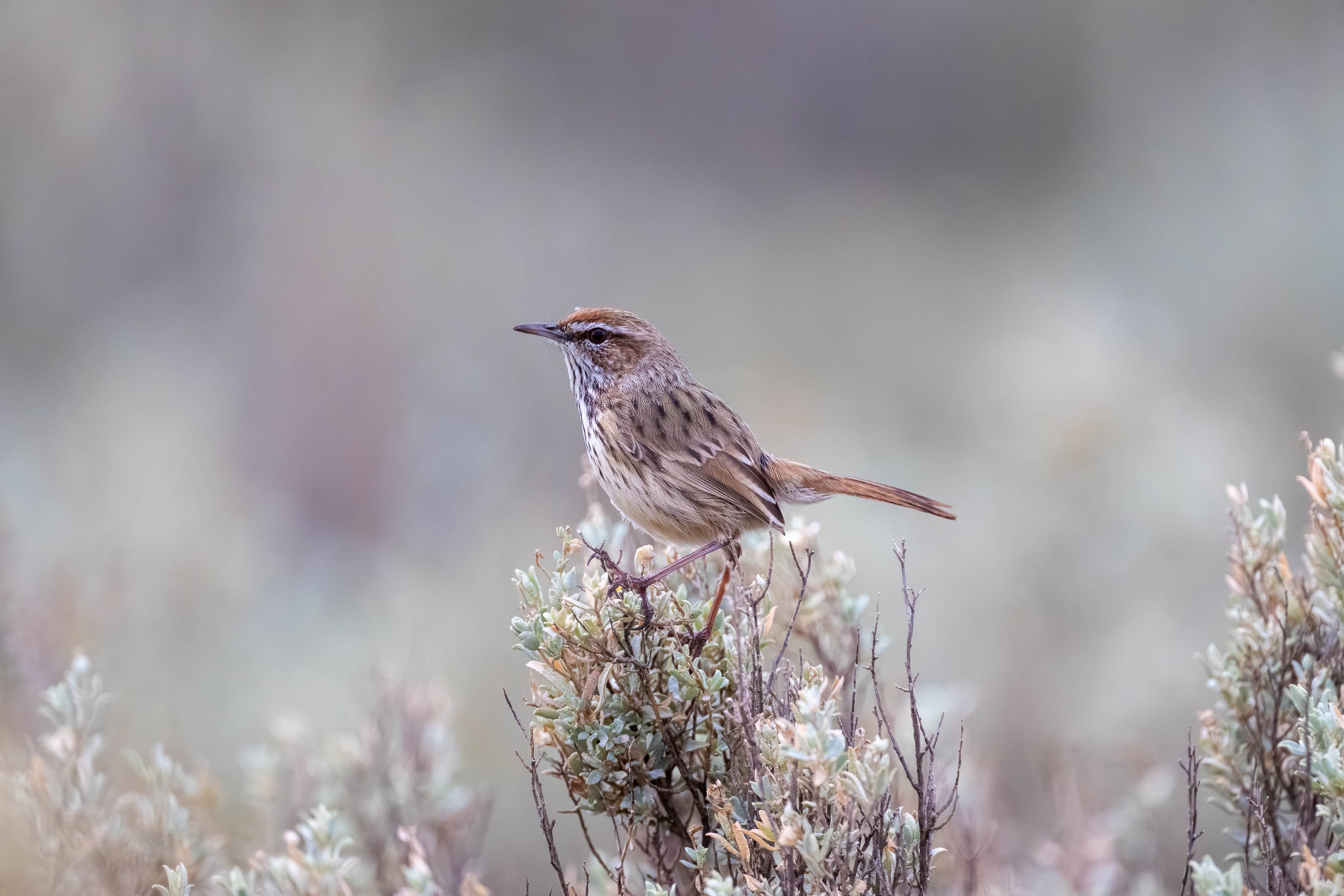 Meadow Whisper. Rufous Fieldwren