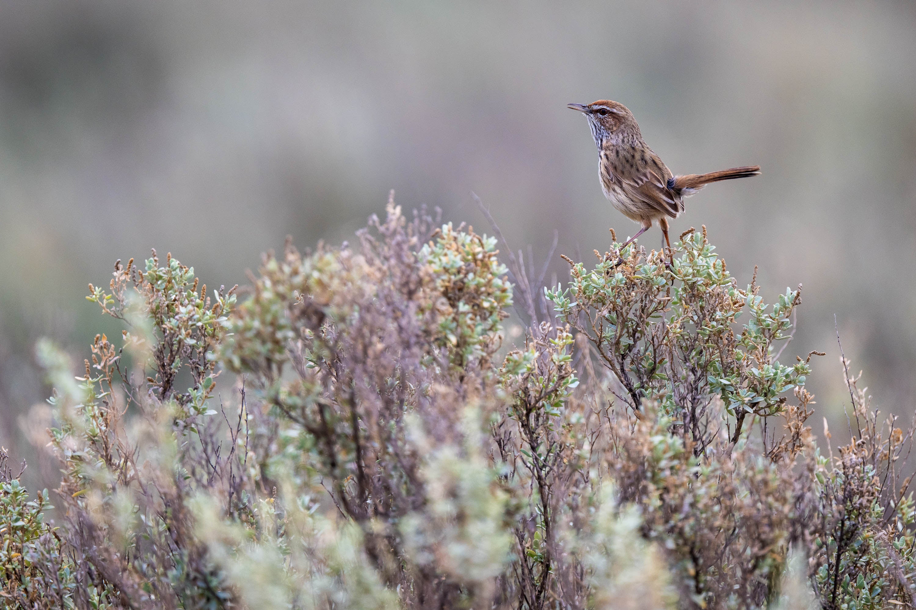 Rufous Fieldwren Sentinel