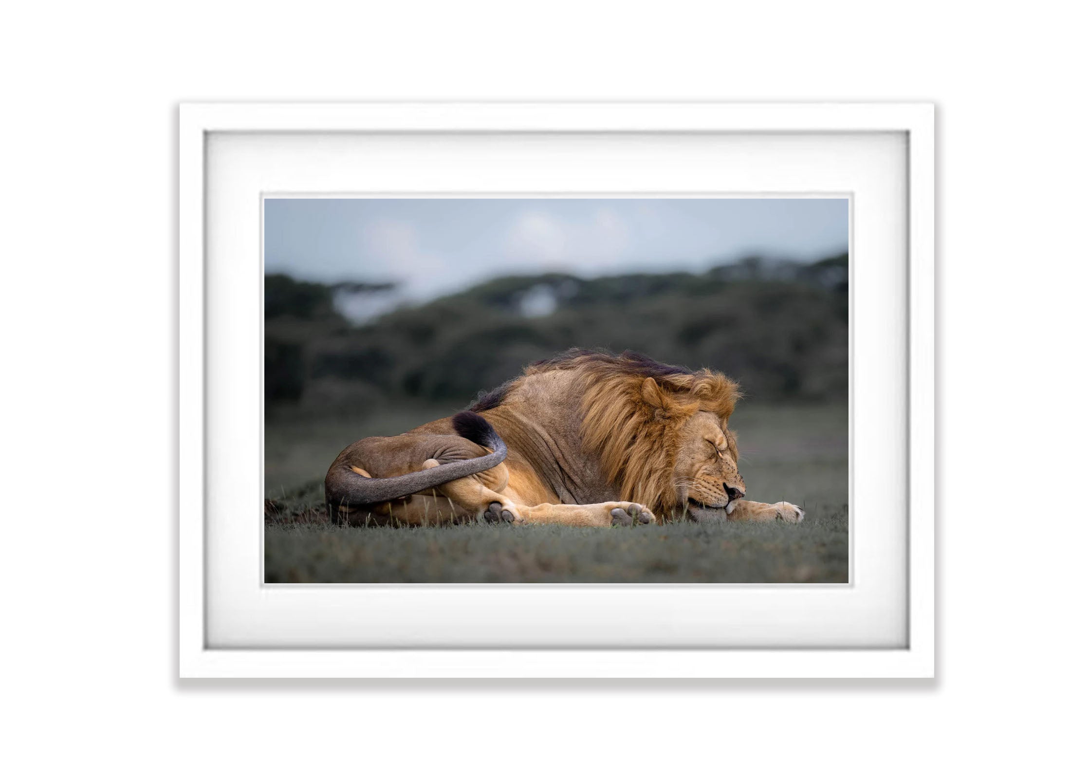 Sleeping Lion, Tanzania