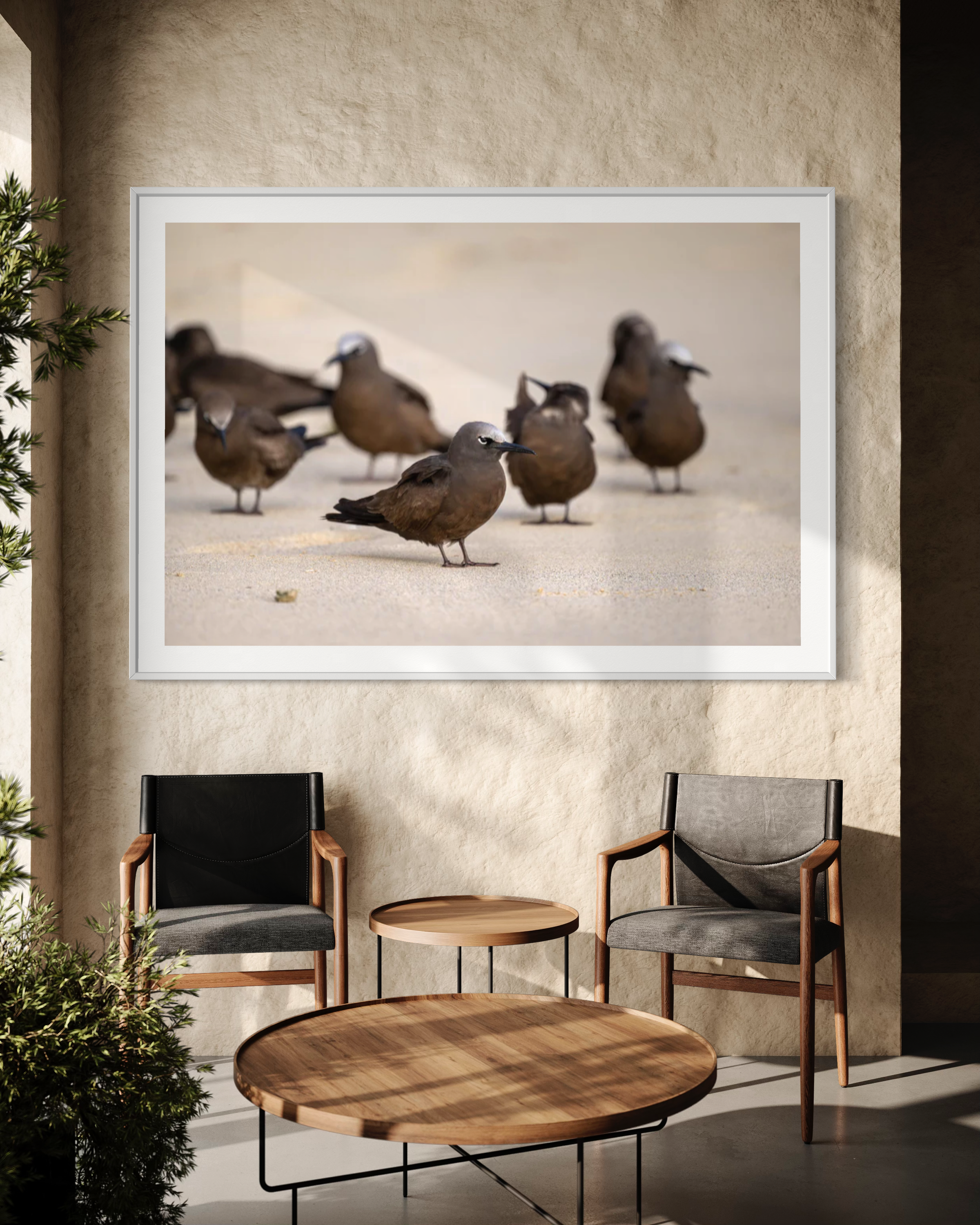 Brown Noddy, Lord Howe Island