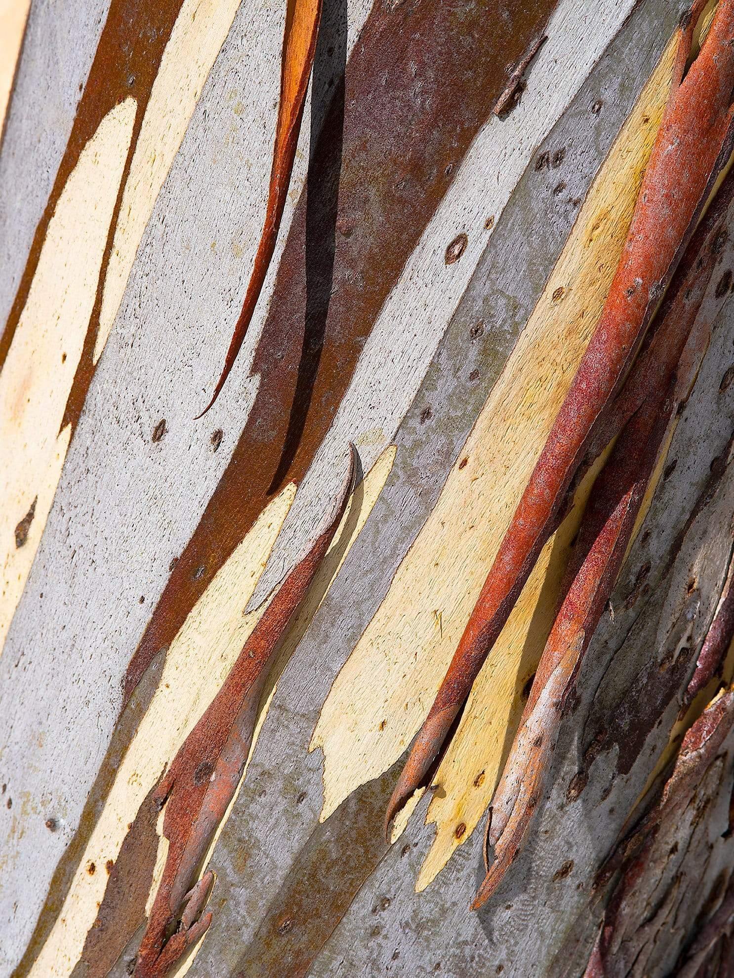Close-up shot of the stem of a gum tree, Snow Gum Bark Detail - Victorian High Country