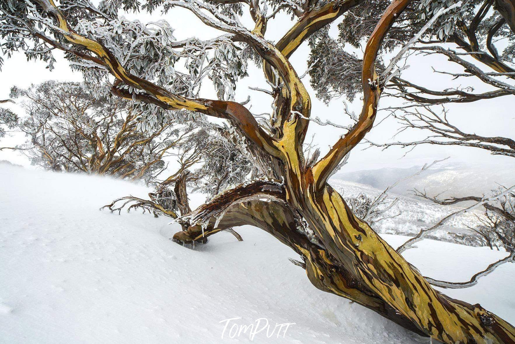 Snow tree with a beautiful brown and mustard woody architecture,  snow on the branches – Snowy Mountains, NSW