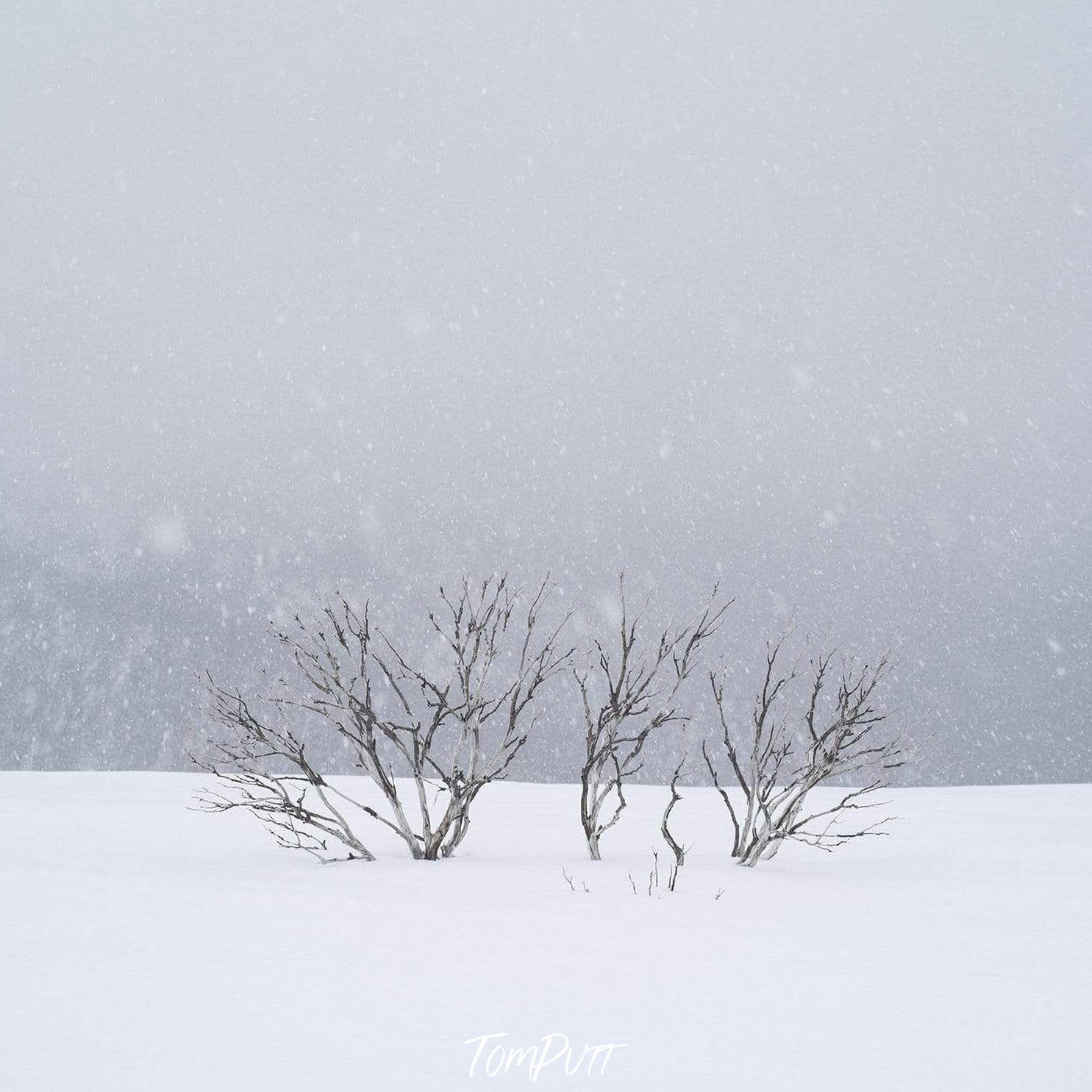 ARTWORK INSTOCK - 'Snowflakes, Mount Hotham, Victoria' - 100x100cms Canvas Framed Print in White