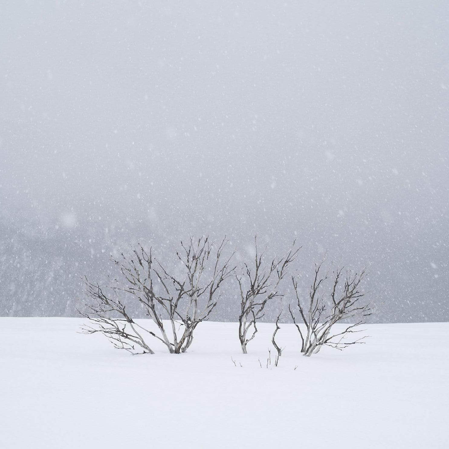 ARTWORK INSTOCK - 'Snowflakes, Mount Hotham, Victoria' - 100x100cms Canvas Framed Print in White