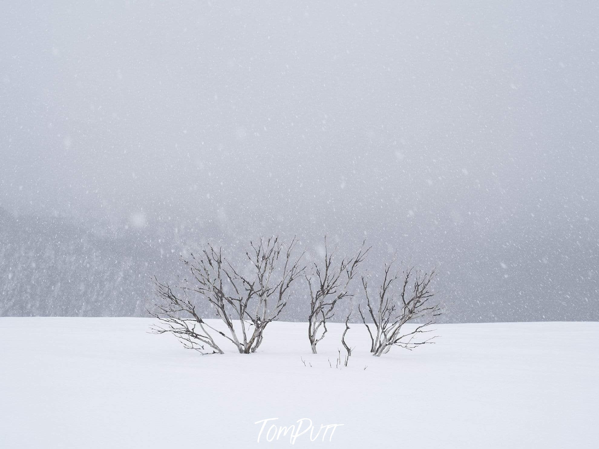 Small empty trees on a snow-covered land, Snow Flakes Print Artwork