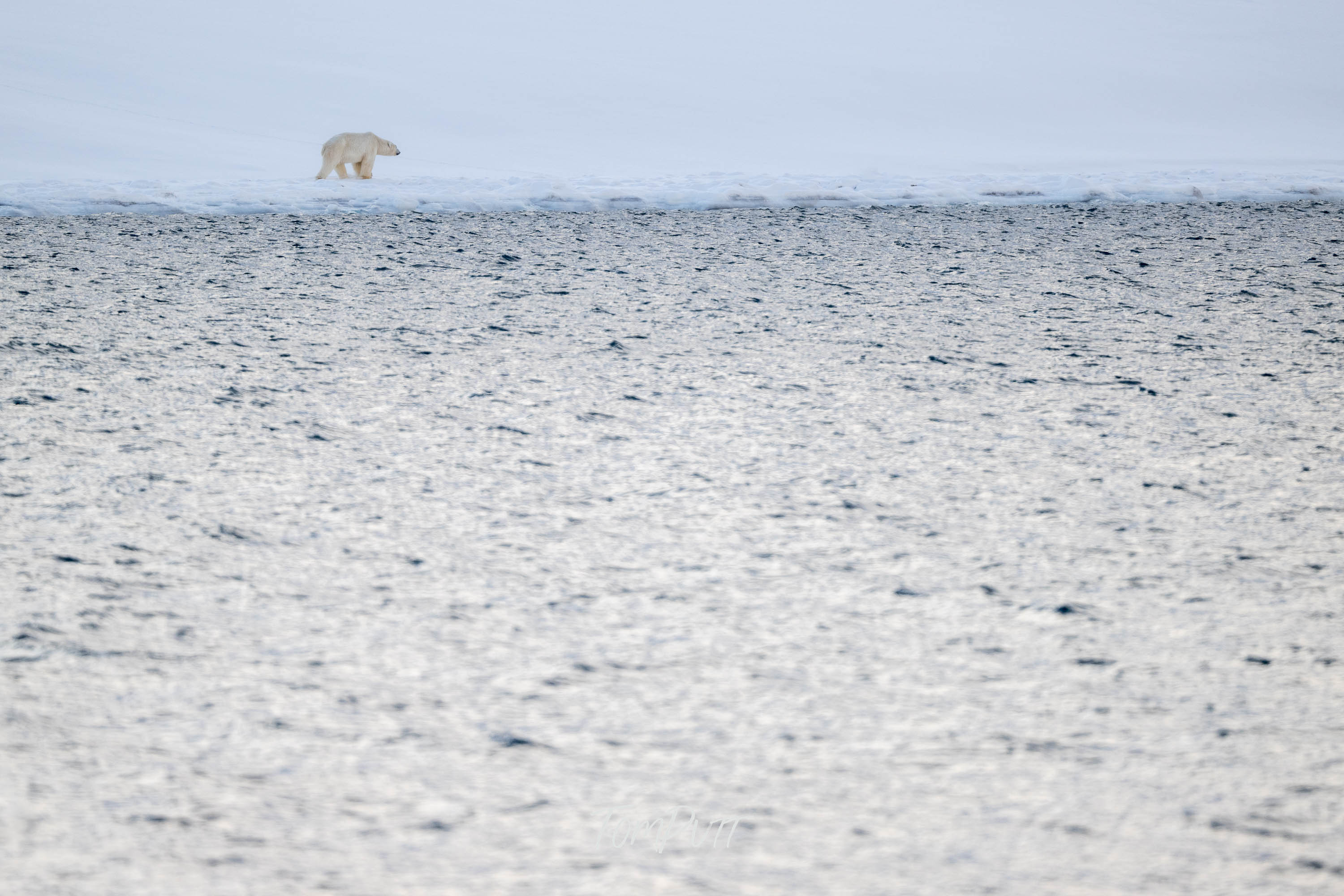 Arctic Wanderer, Svalbard