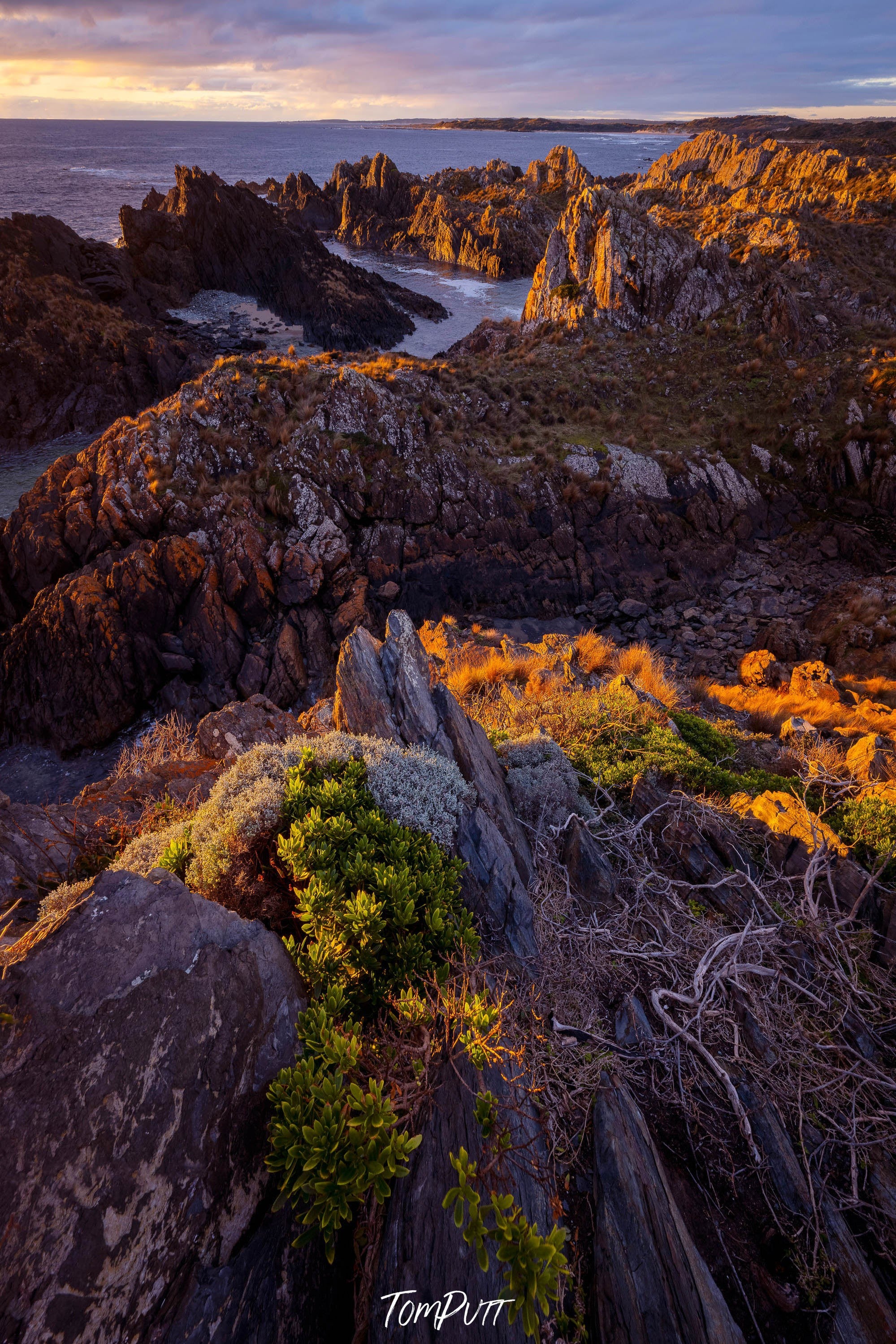 The Tarkine, Tasmania