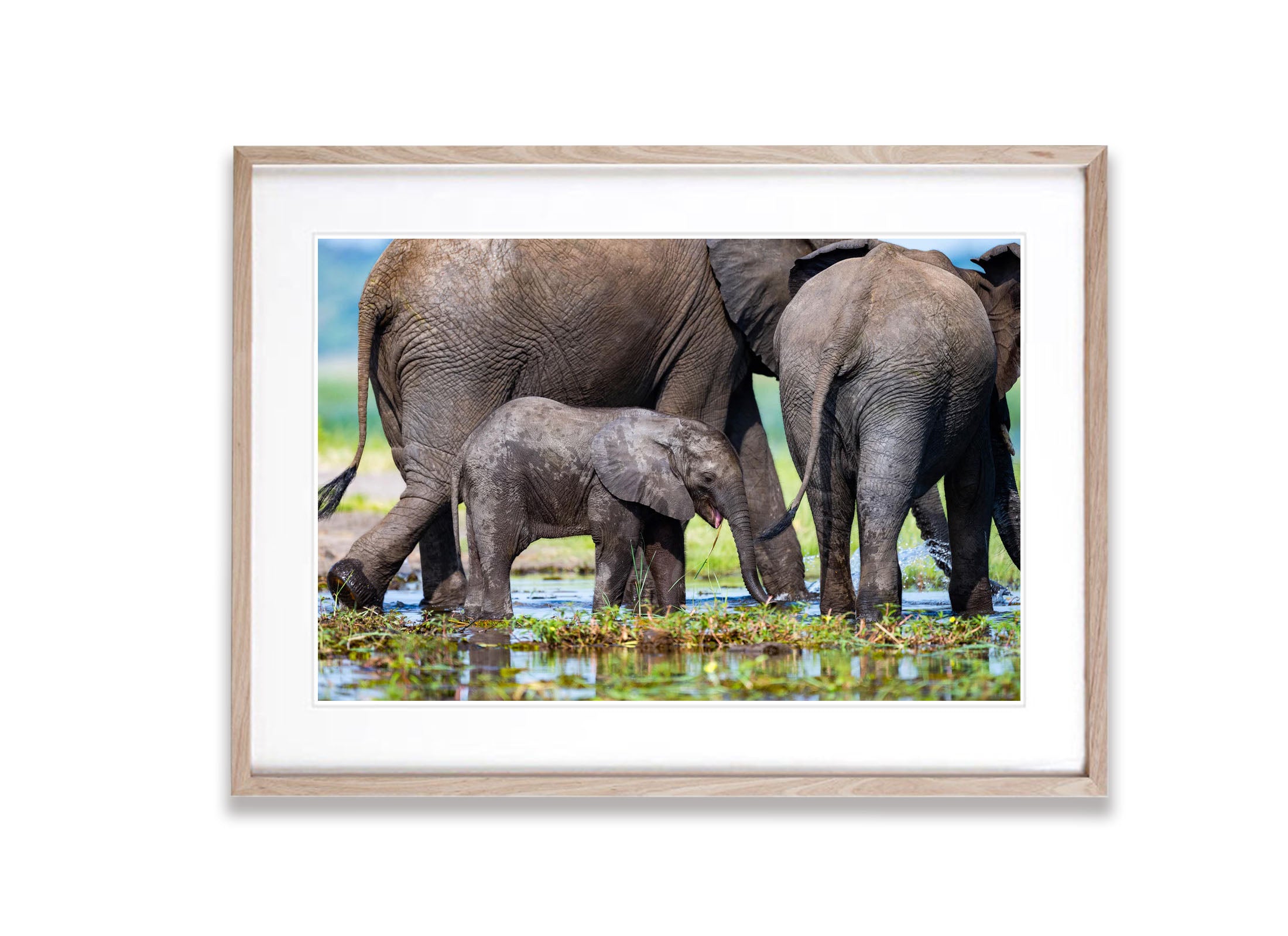 The Baby Elephant, Chobe River, Botswana