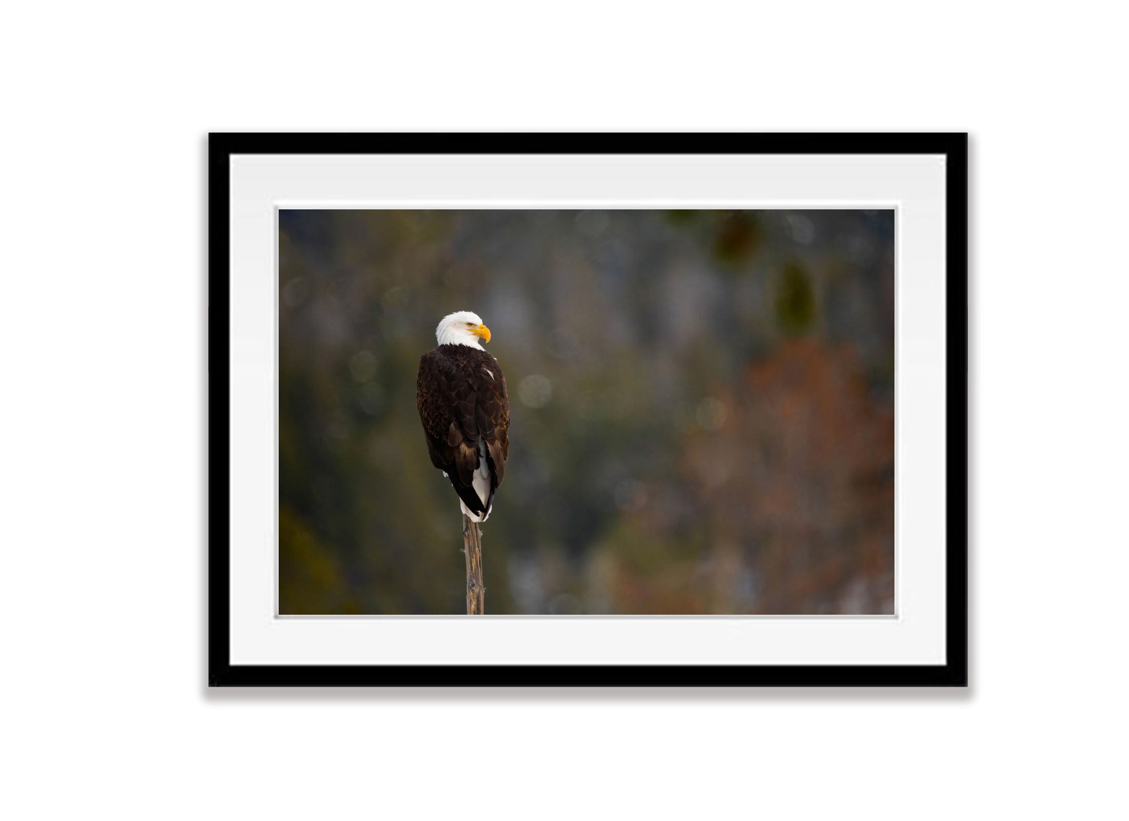 The Bald Eagle, Yellowstone NP