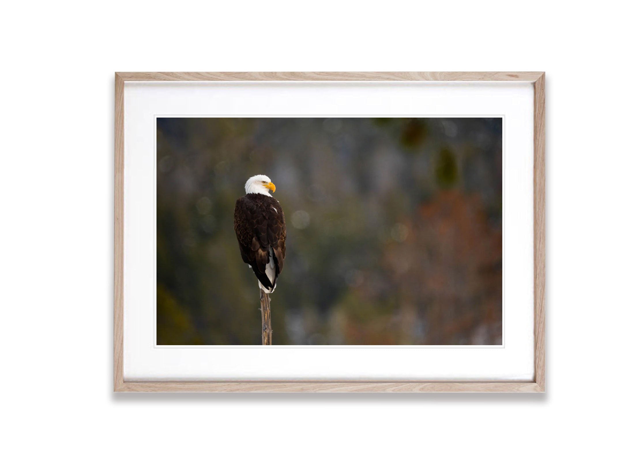 The Bald Eagle, Yellowstone NP