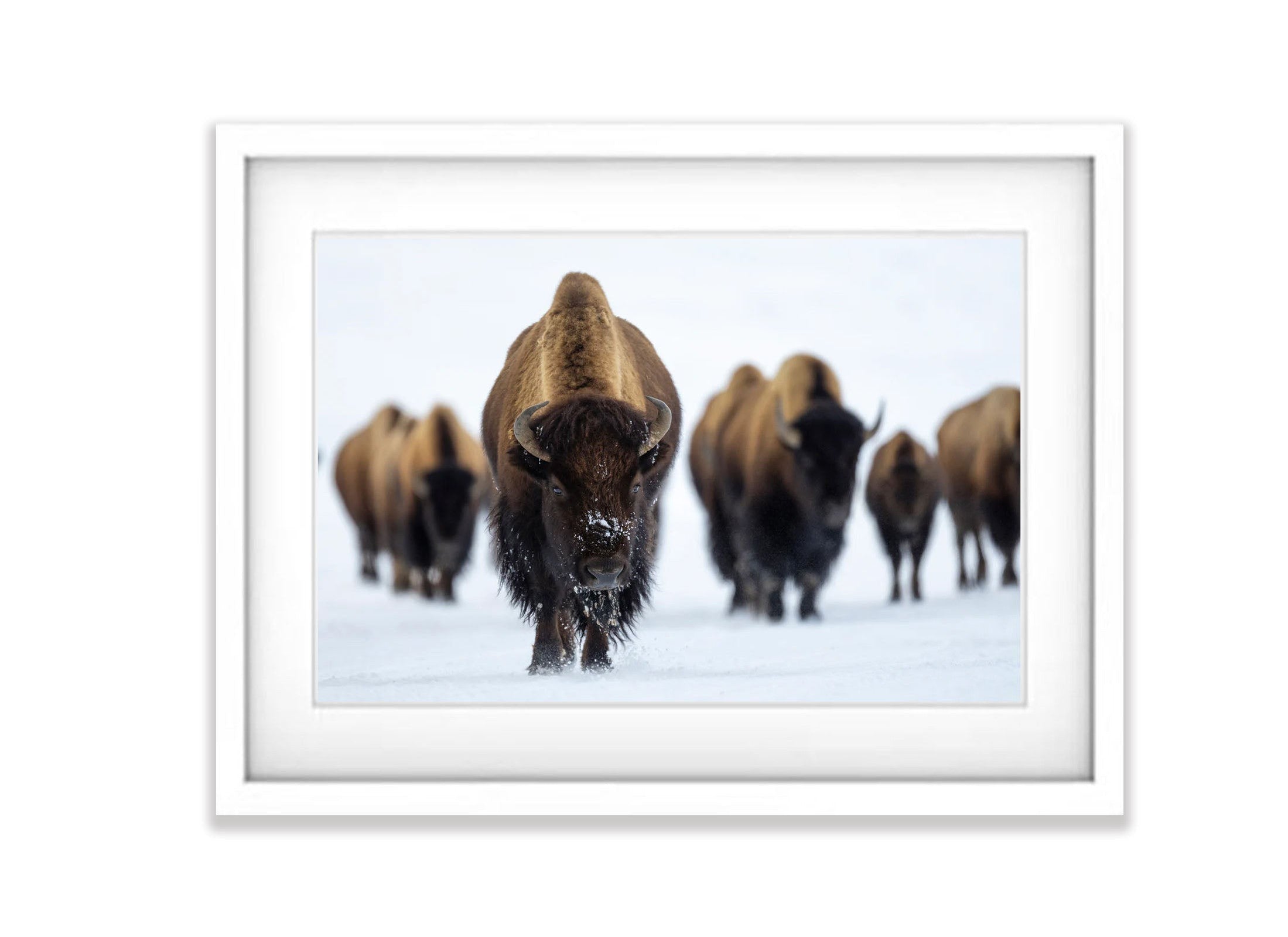 The Bison, Yellowstone NP