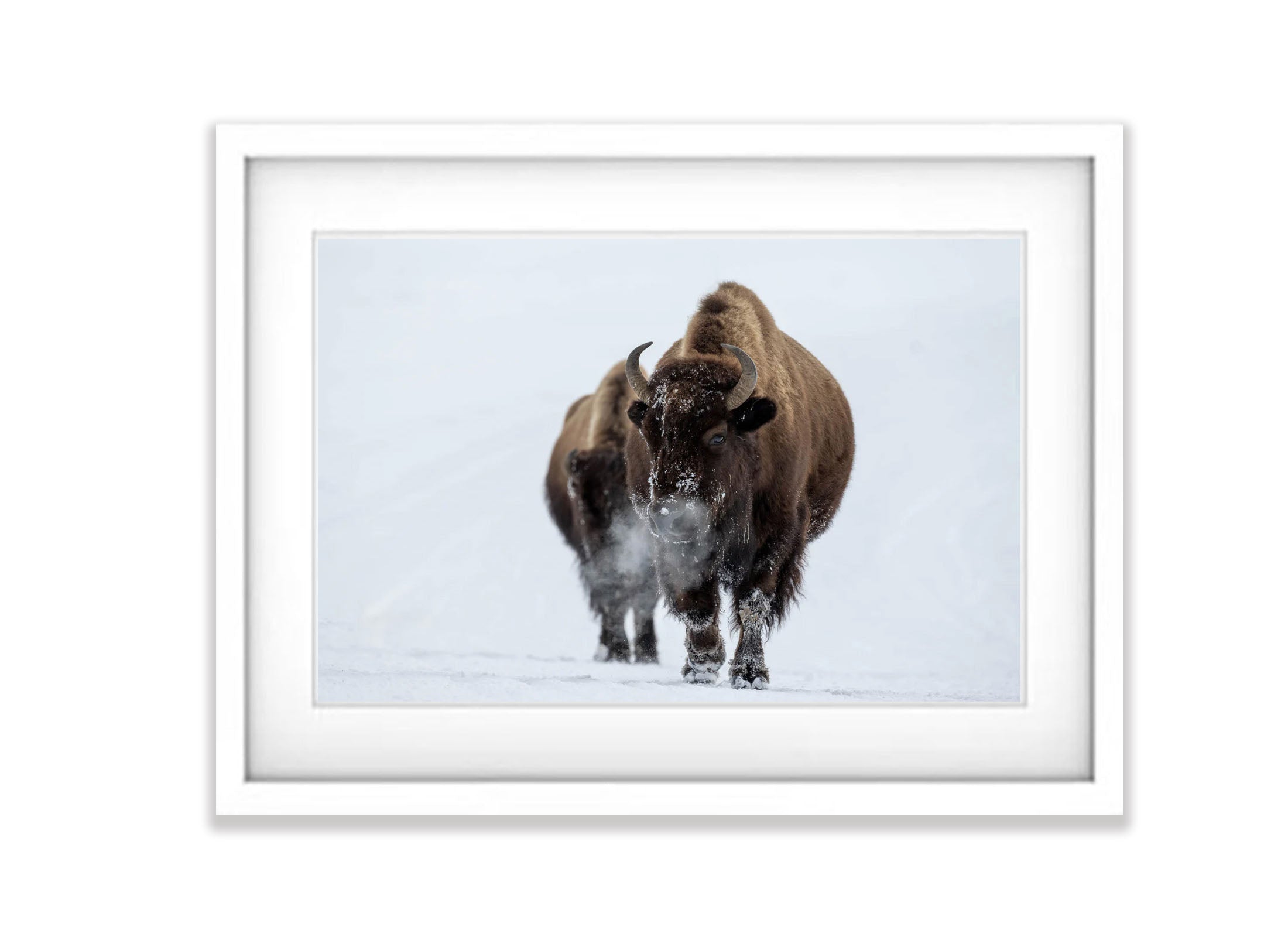 The Bison blowing off steam, Yellowstone NP