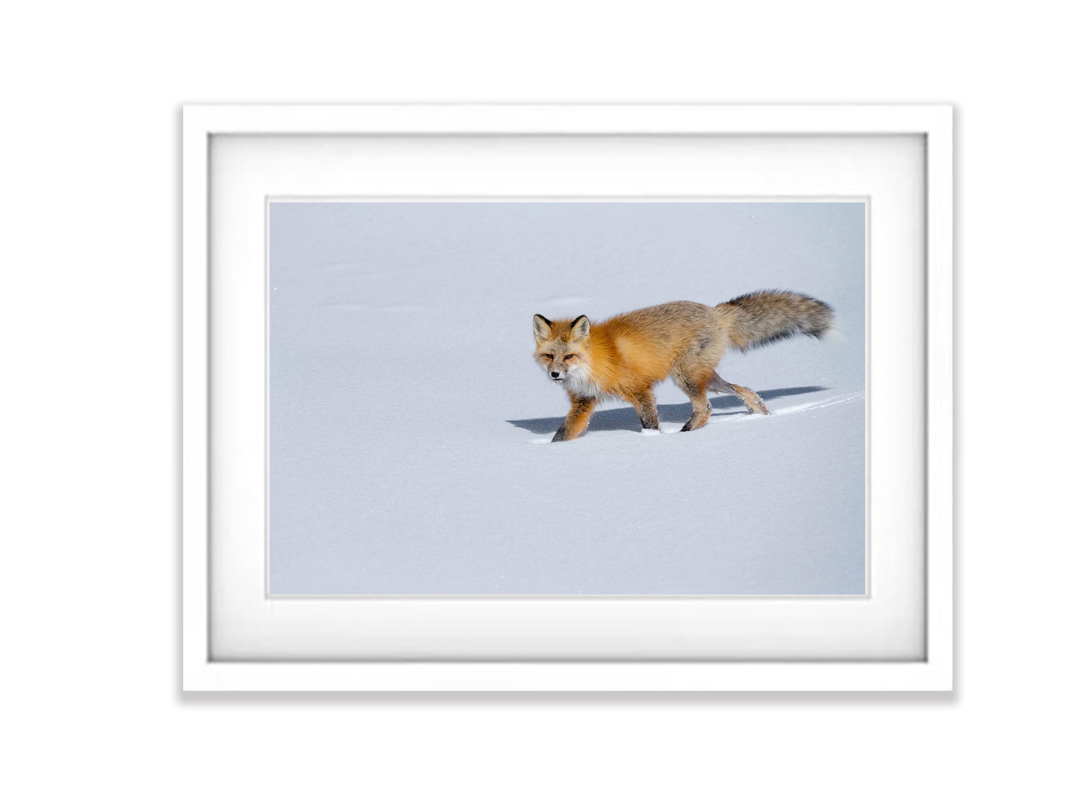 The Fox on The Prowl, Yellowstone NP