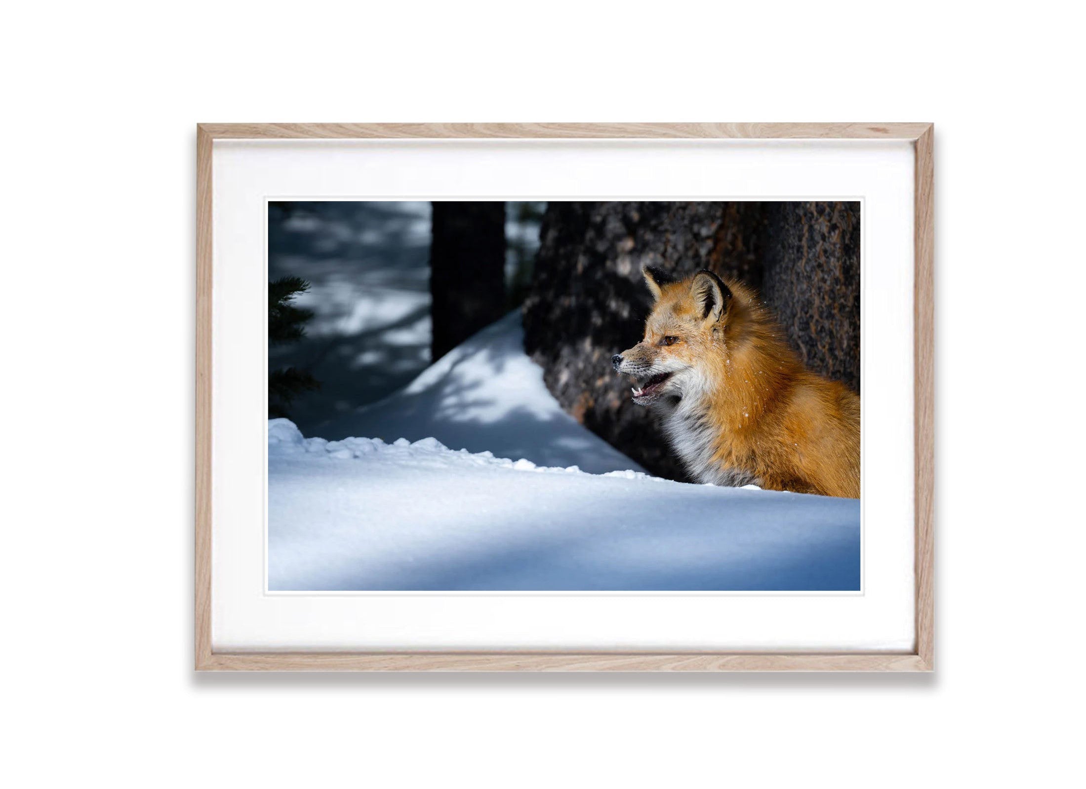 The Fox on The Watch, Yellowstone NP