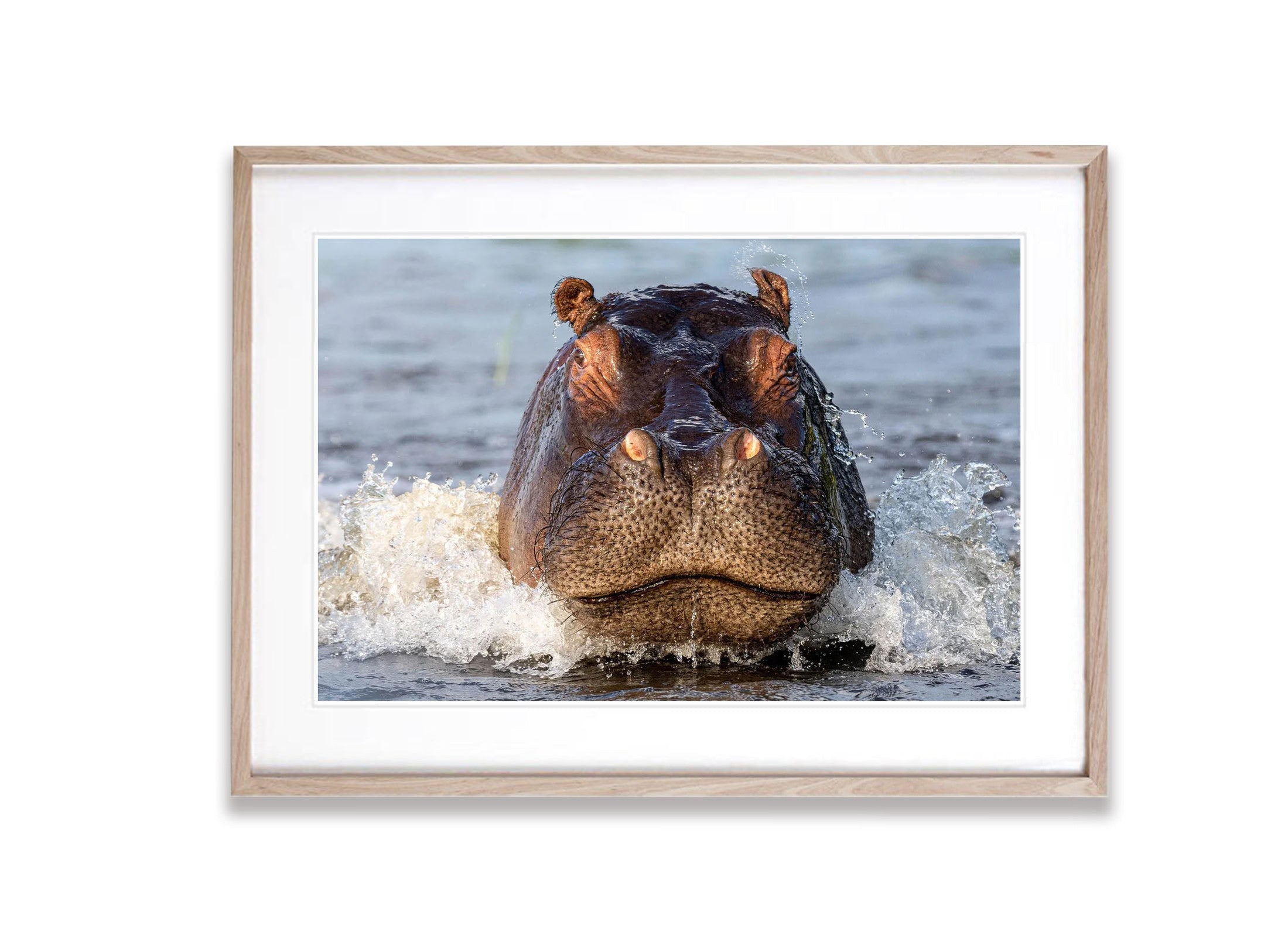 The Hippo