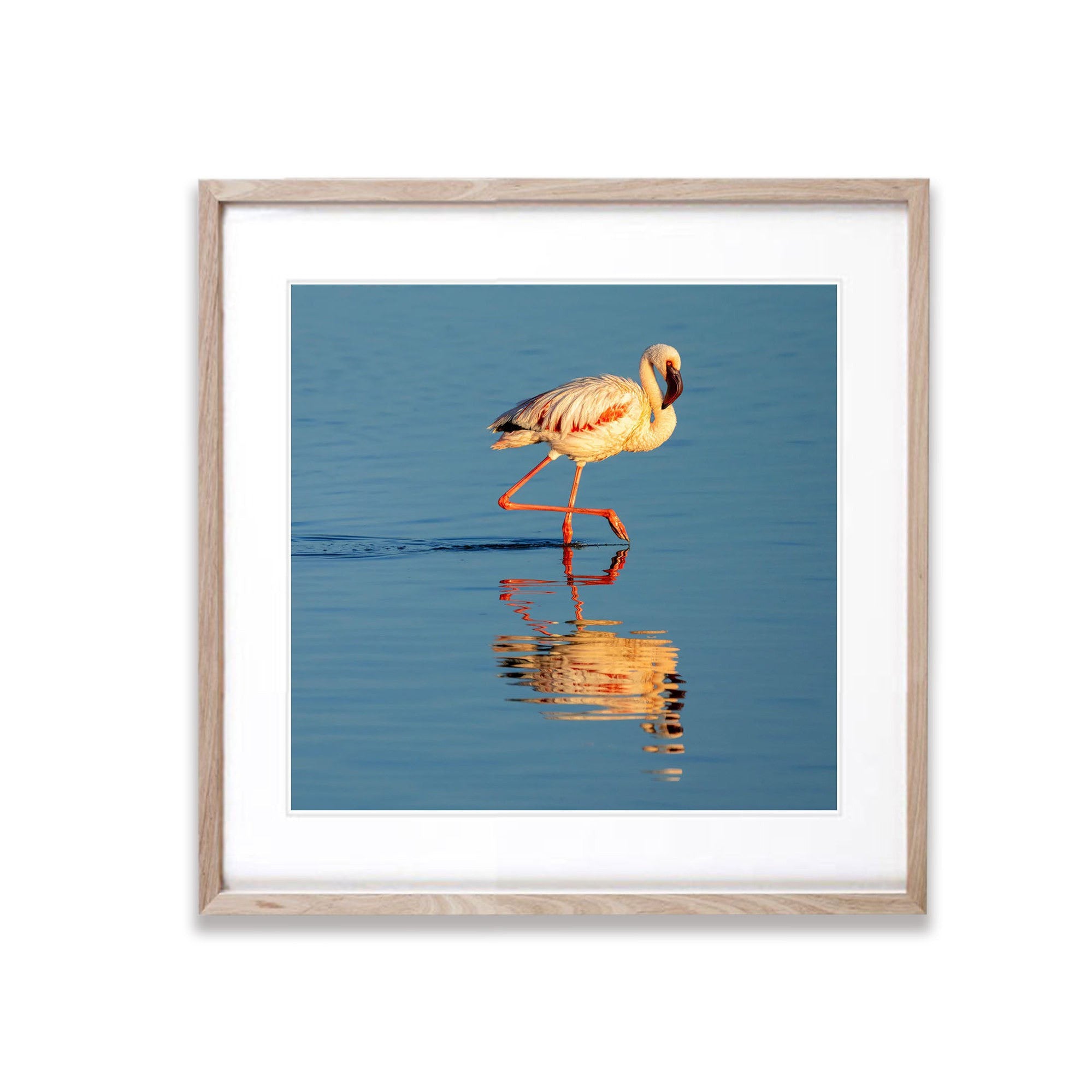 The Lesser Flamingo, Tanzania