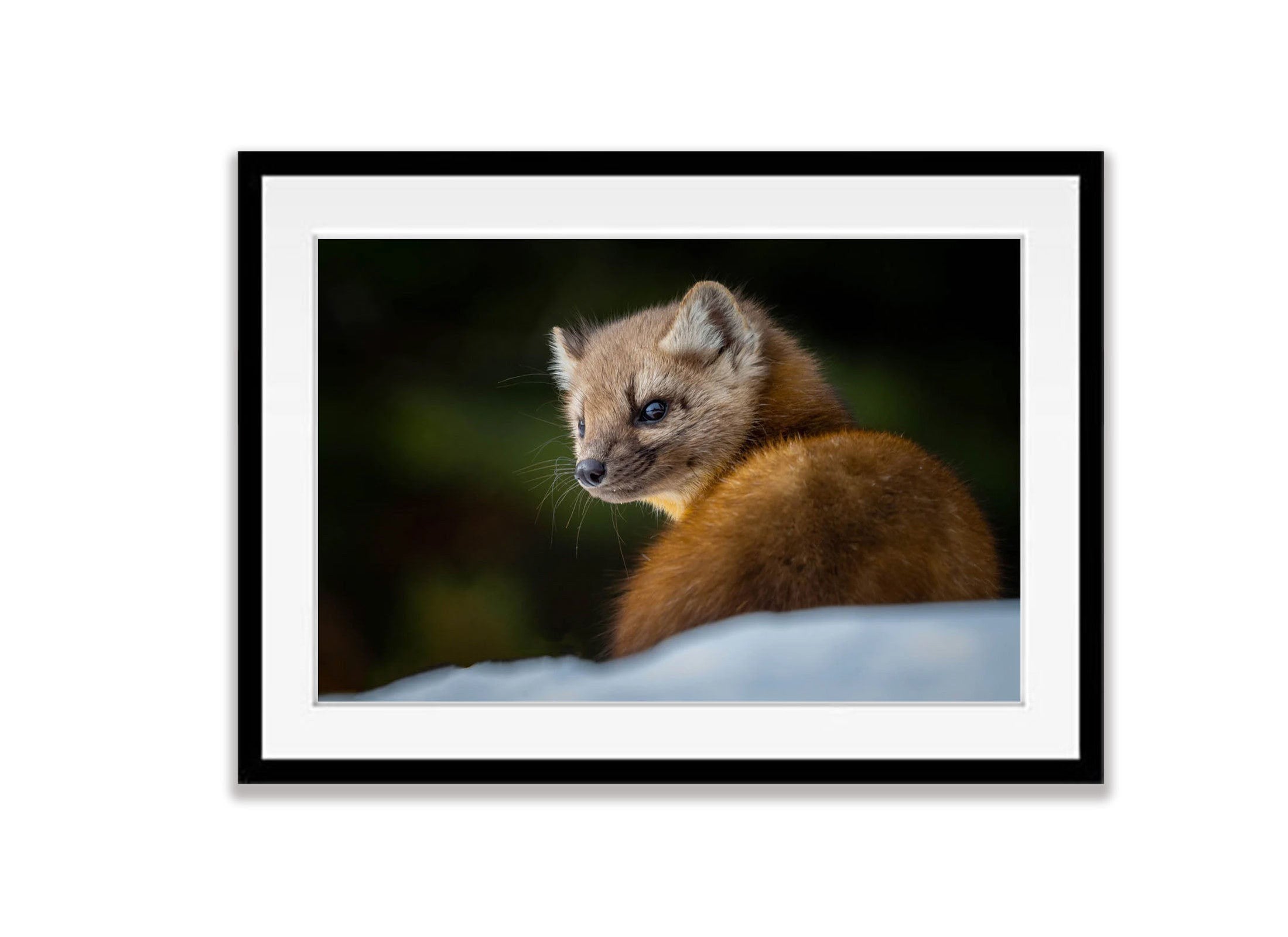 The Pine Marten, Yellowstone NP