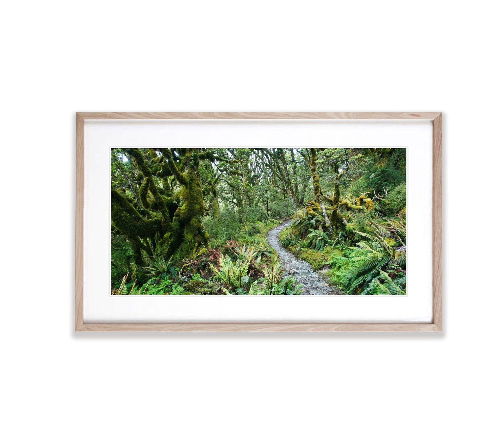 The Routeburn Track winding its way through rainforest - New Zealand