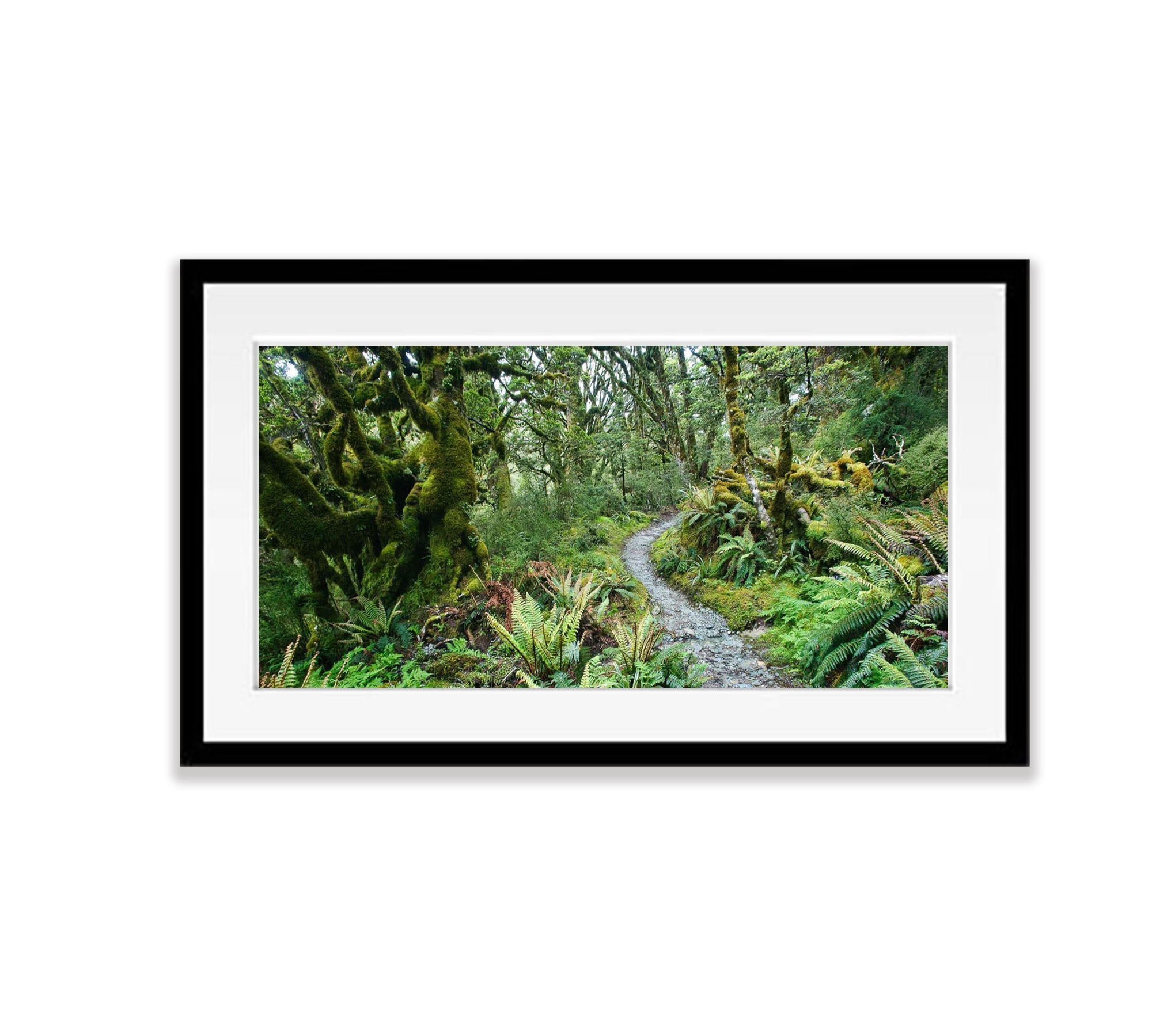 The Routeburn Track winding its way through rainforest - New Zealand