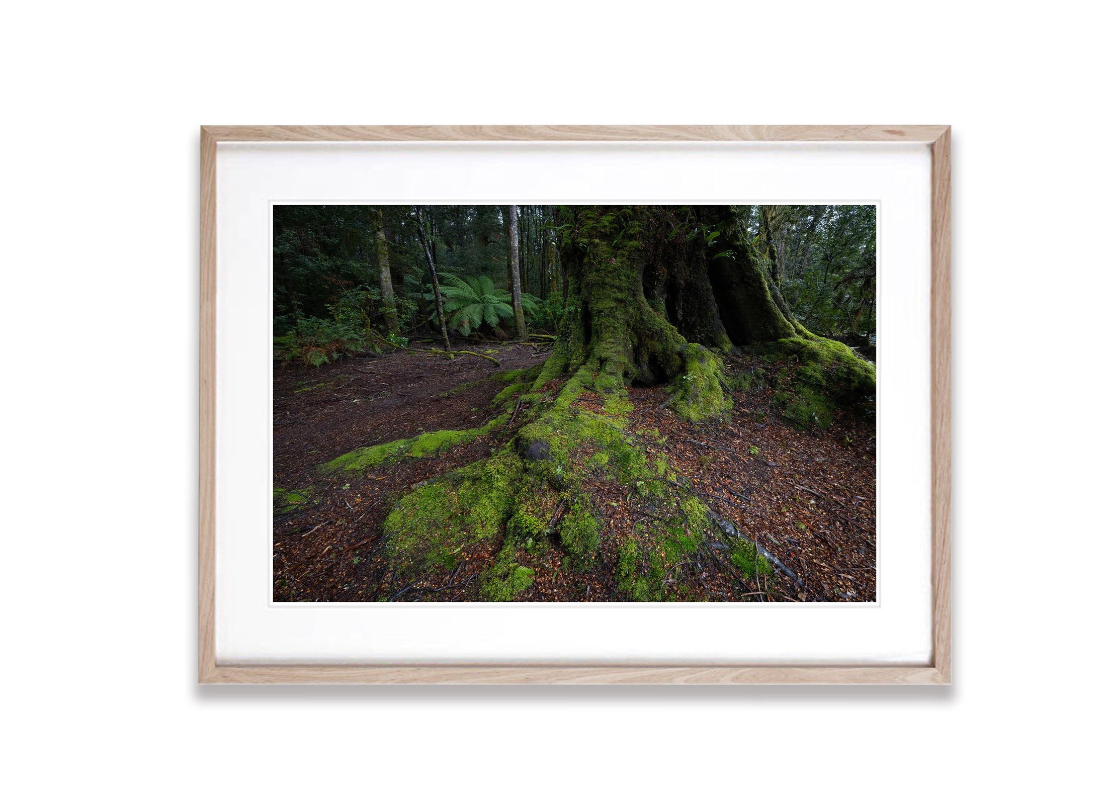 The Tarkine No.17, Tasmania