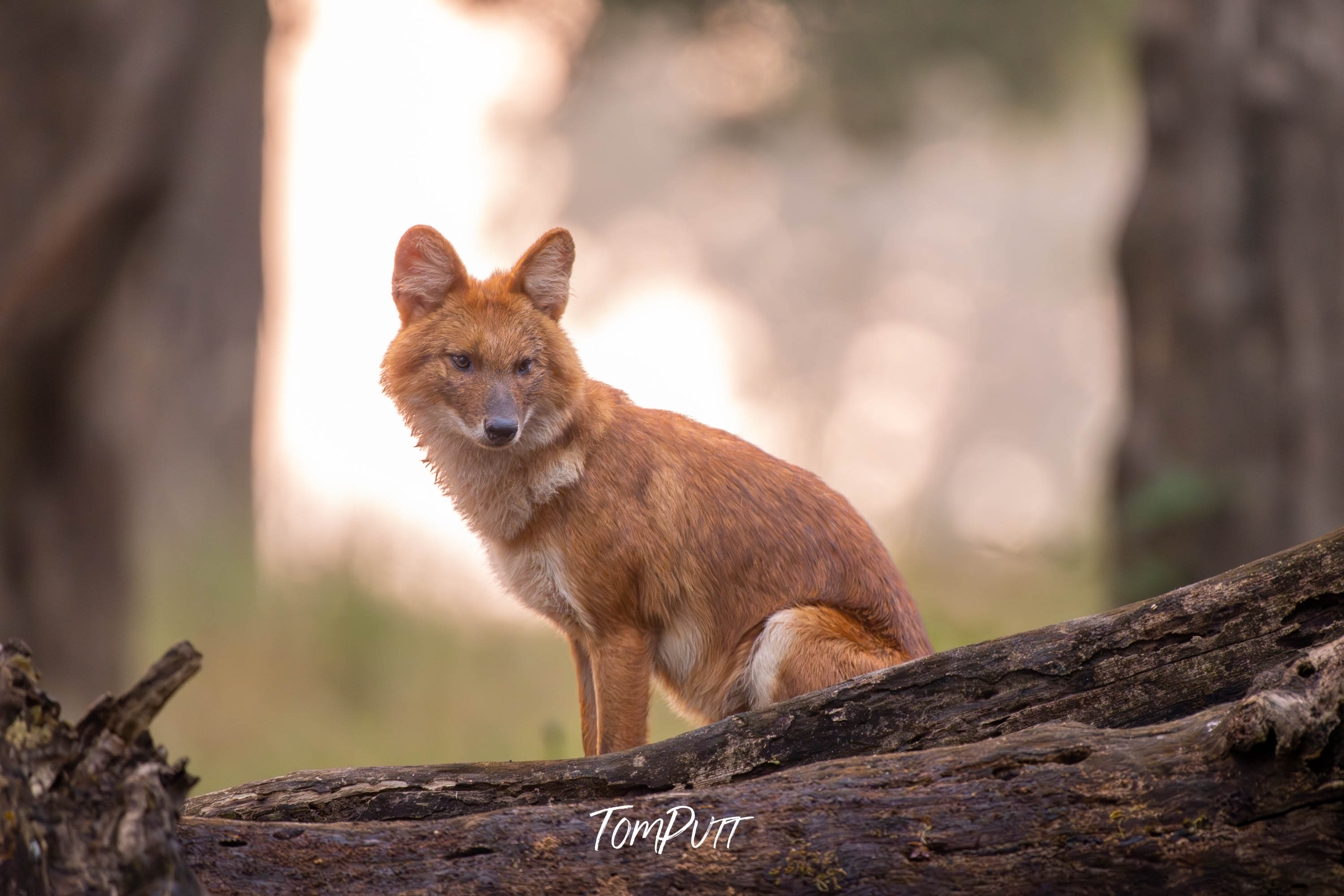 Indian Wild Dog Waiting