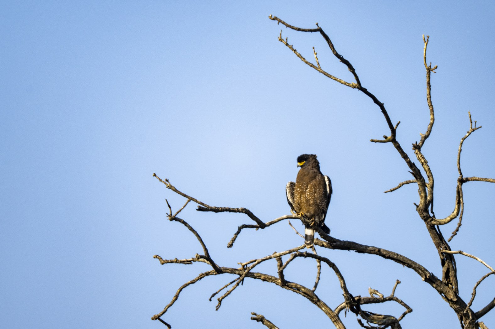 Indian Spotted Eagle