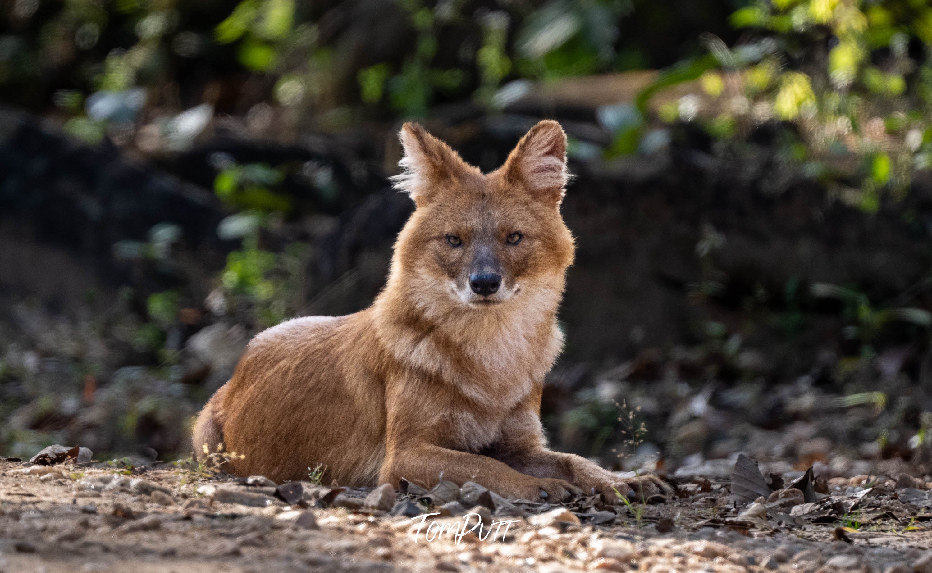 Gaze of the Indian Wild Dog