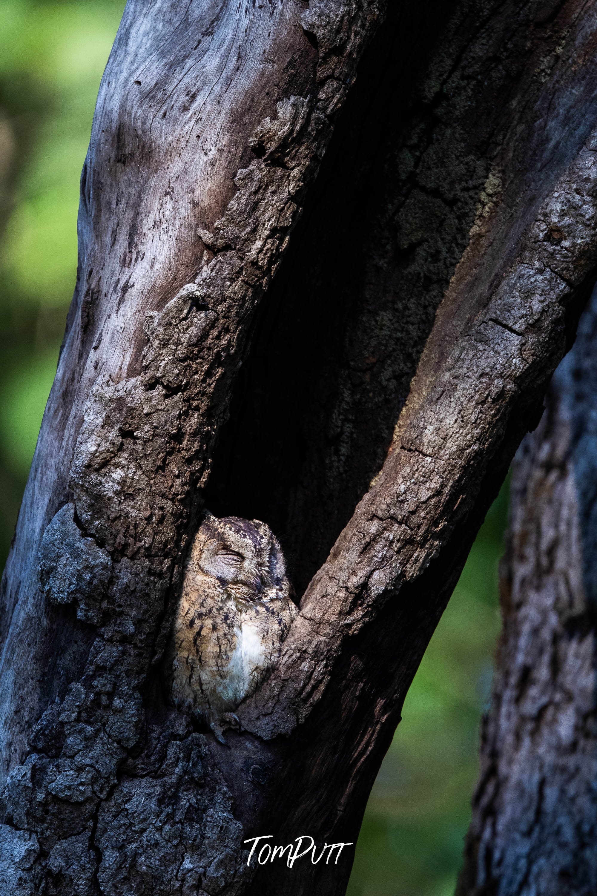 Sleeping Indian Scops Owl