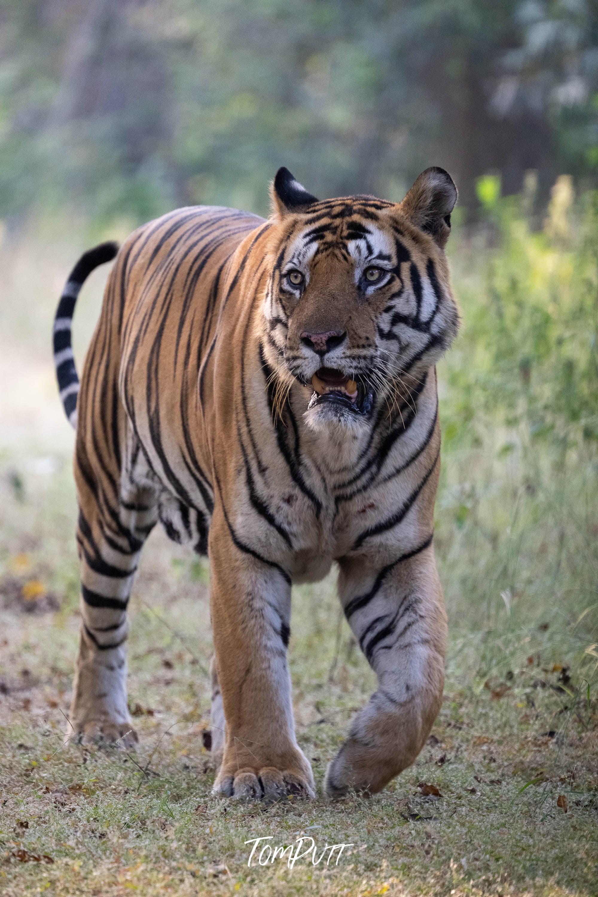 Tiger in Motion, India